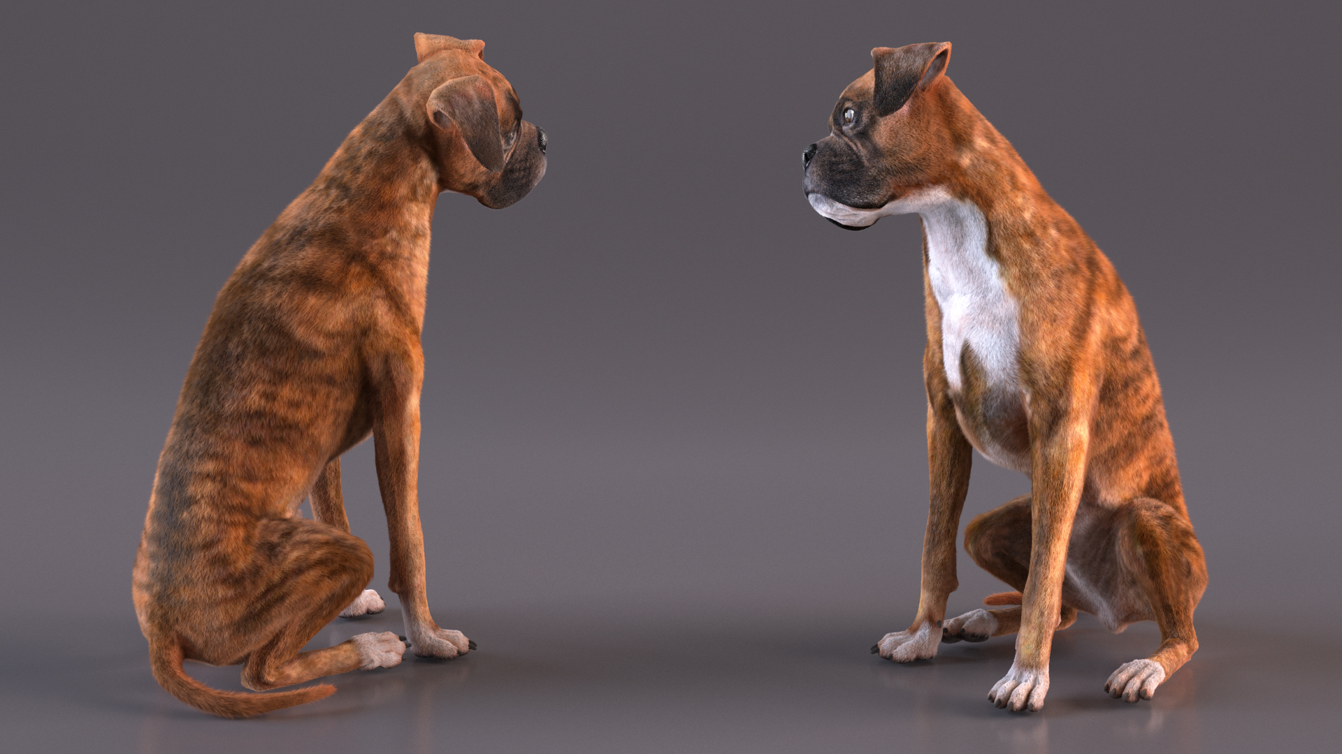 3D model Sitting Dog Boxer Tiger Colored Fur