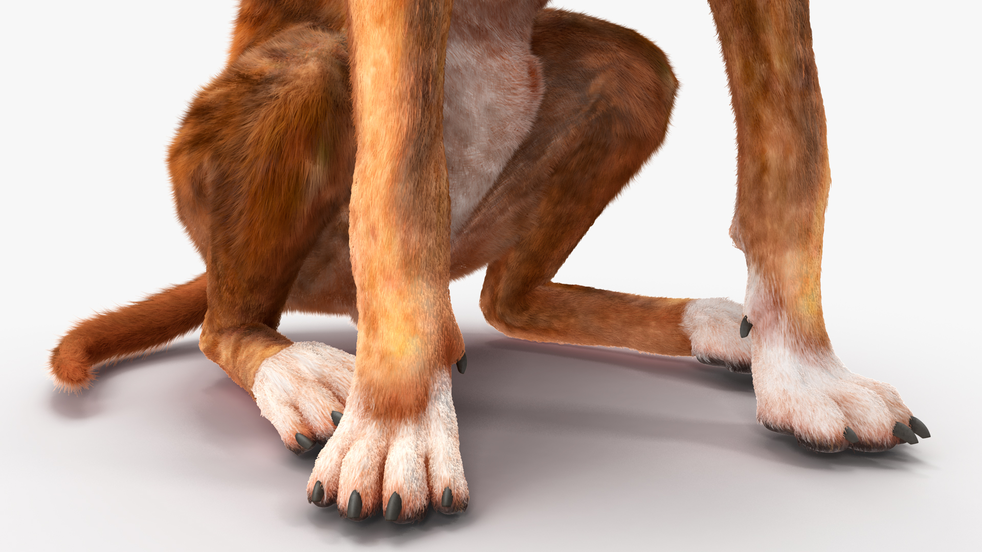 3D model Sitting Dog Boxer Tiger Colored Fur