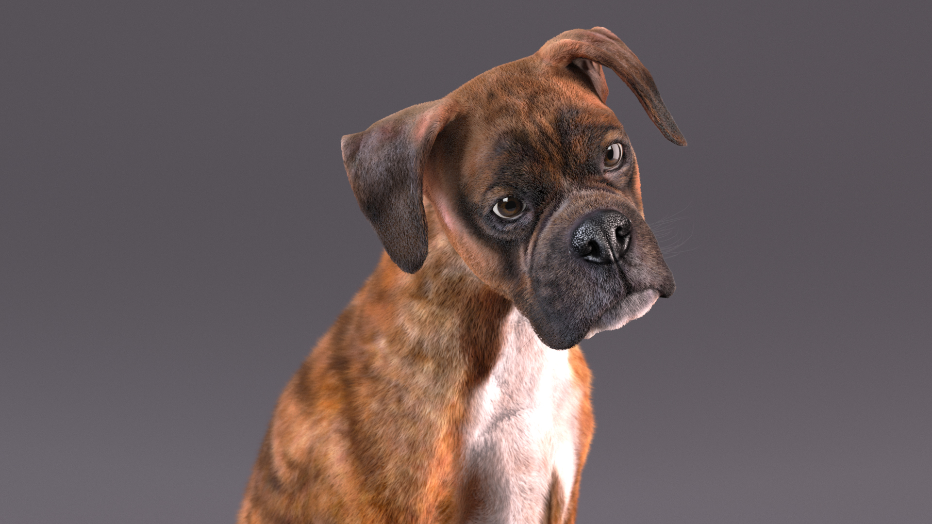 3D model Sitting Dog Boxer Tiger Colored Fur