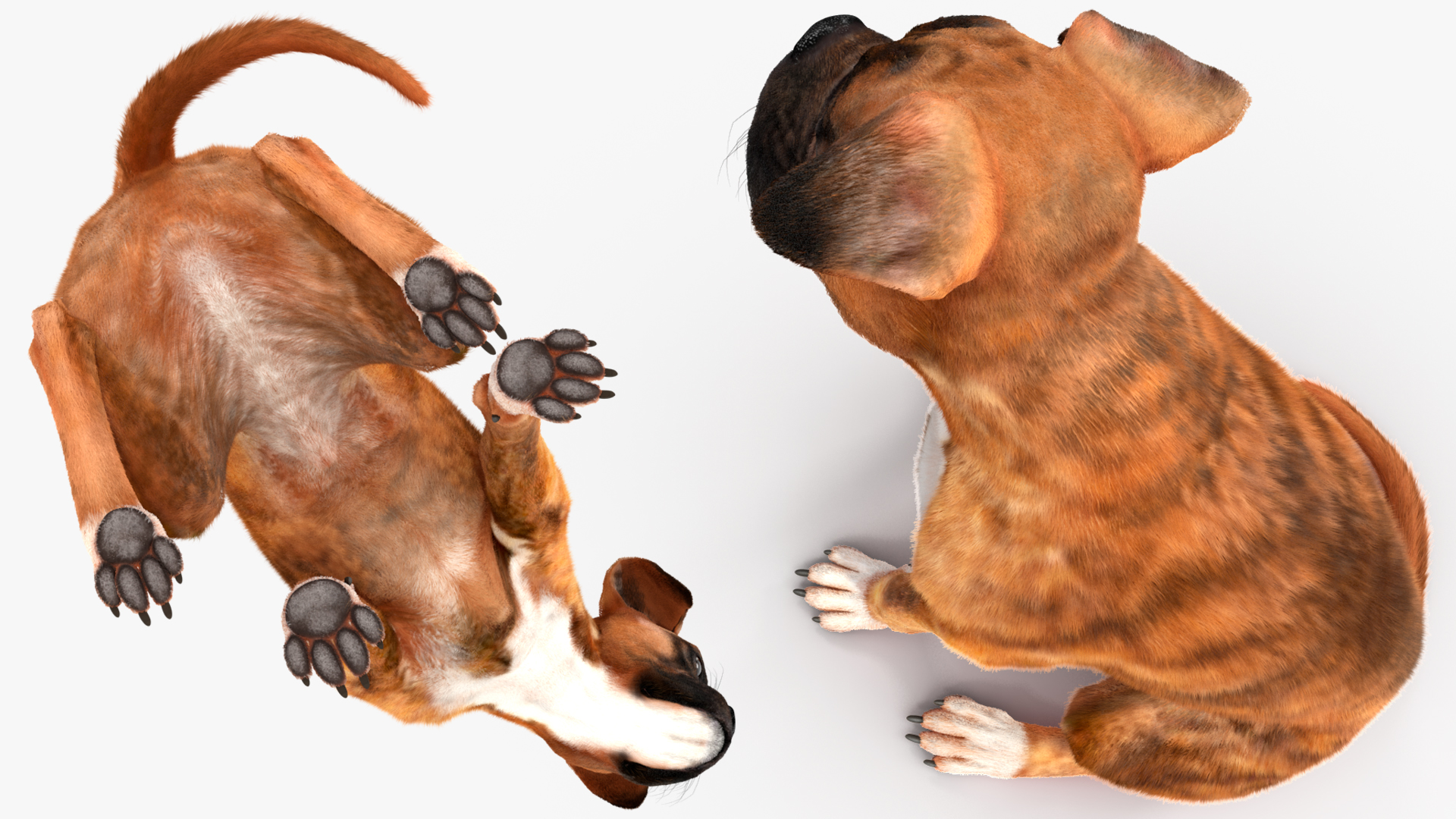 3D model Sitting Dog Boxer Tiger Colored Fur