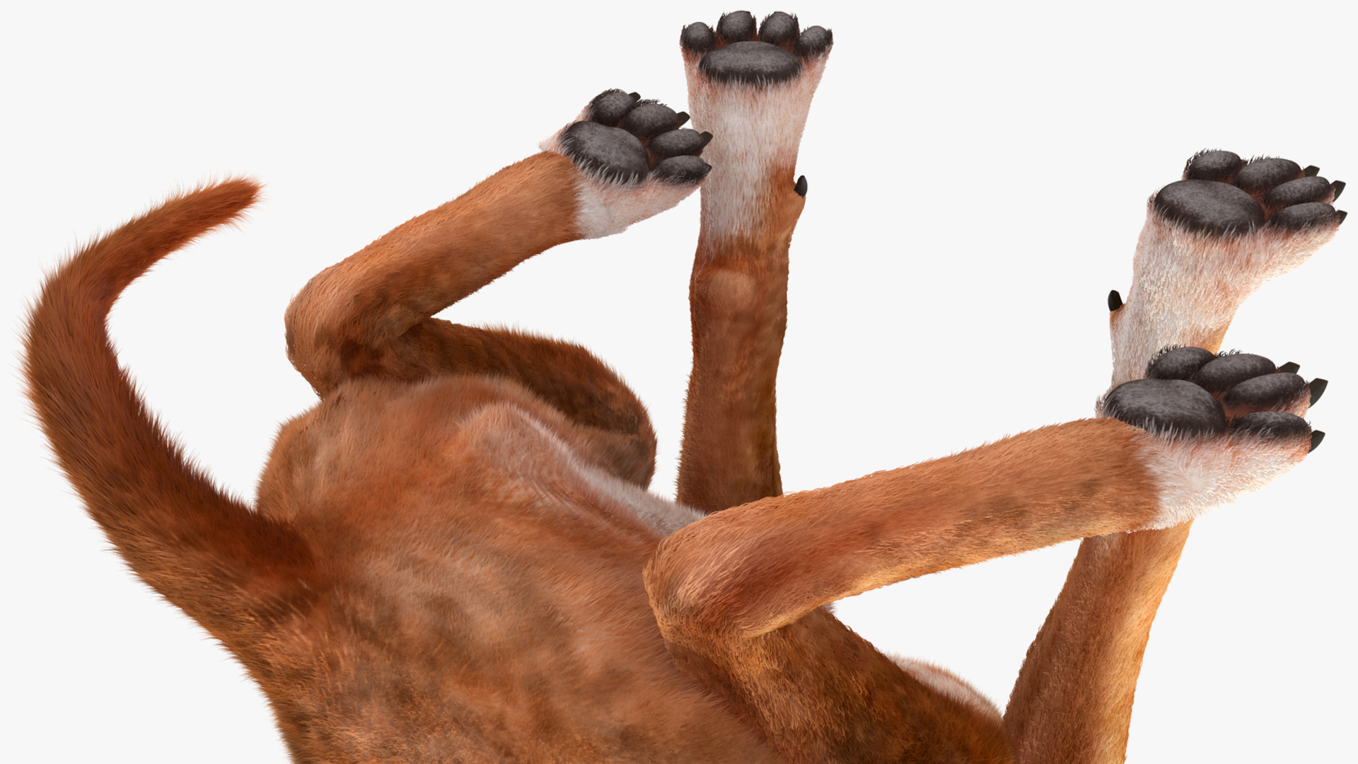 3D model Sitting Dog Boxer Tiger Colored Fur