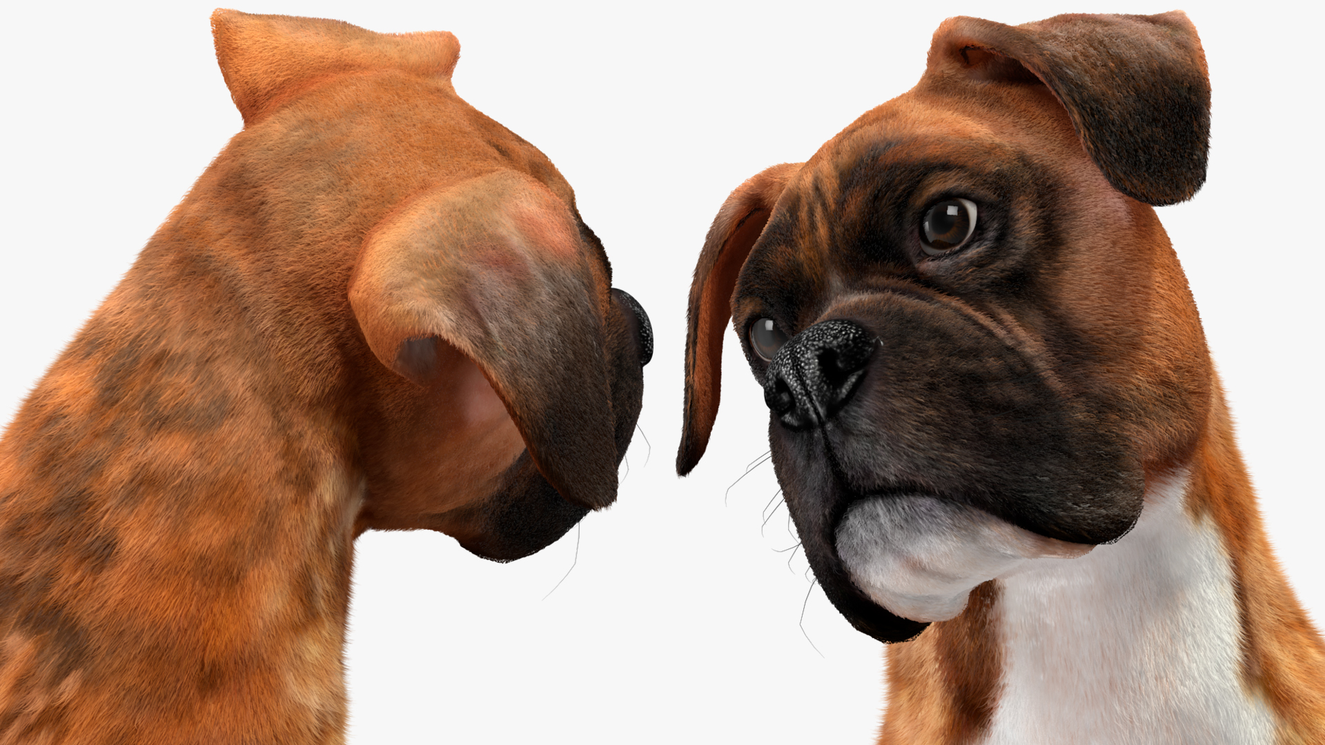 3D model Sitting Dog Boxer Tiger Colored Fur