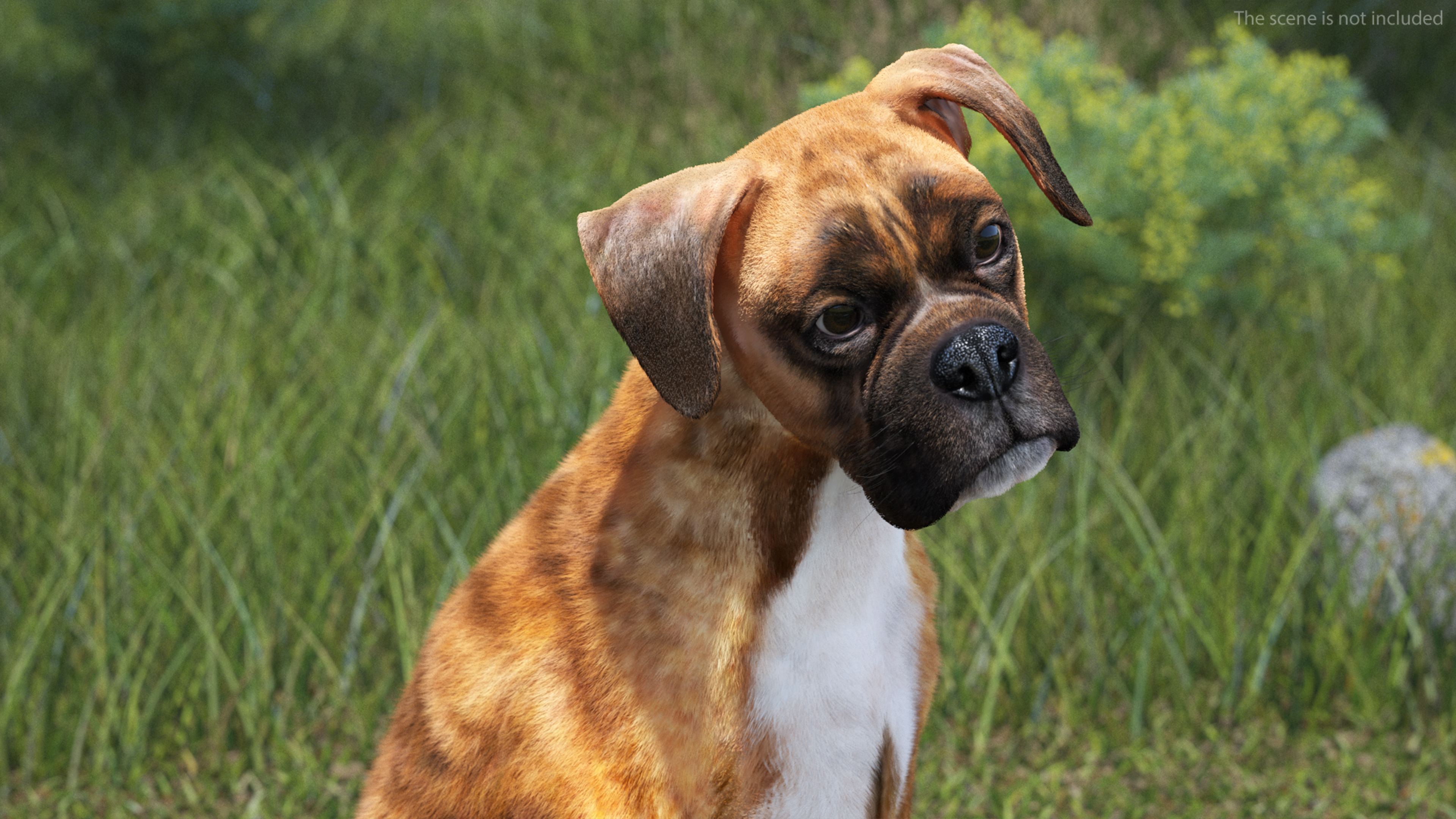 3D model Sitting Dog Boxer Tiger Colored Fur