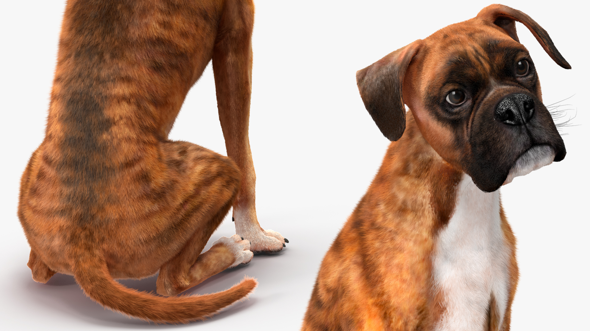 3D model Sitting Dog Boxer Tiger Colored Fur
