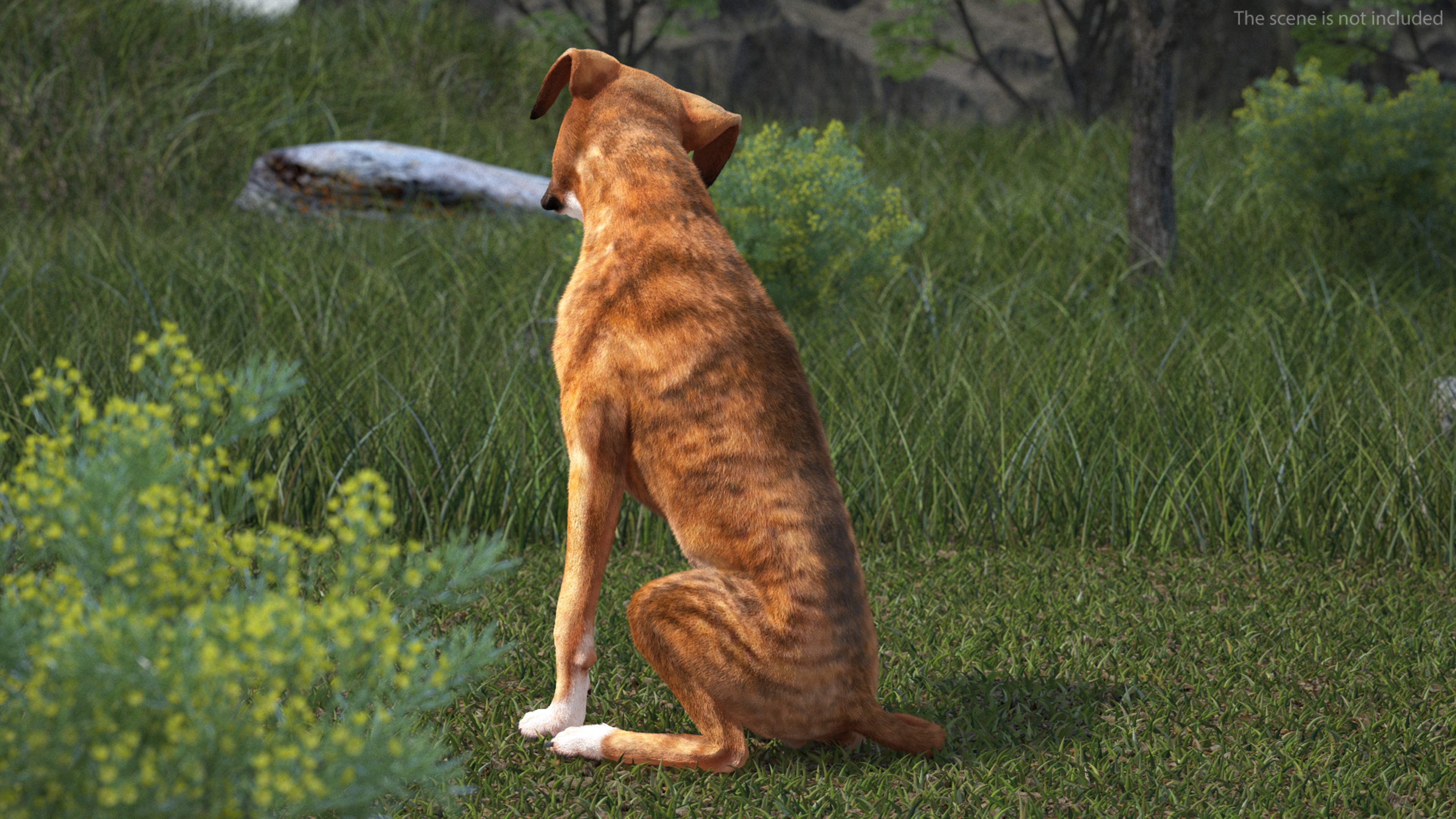3D model Sitting Dog Boxer Tiger Colored Fur