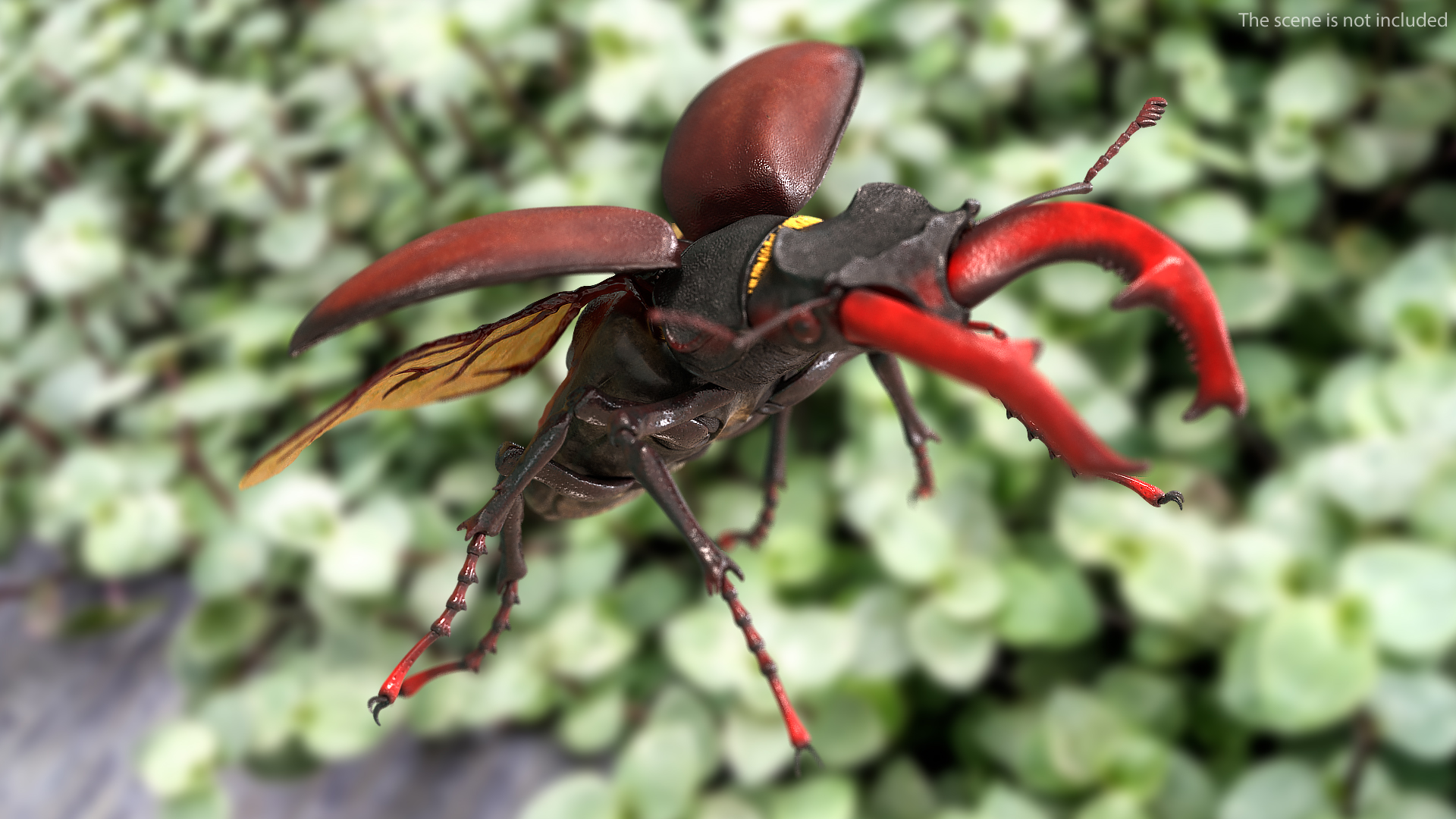 Lucanus Cervus Stag Beetle Flying with Fur 3D
