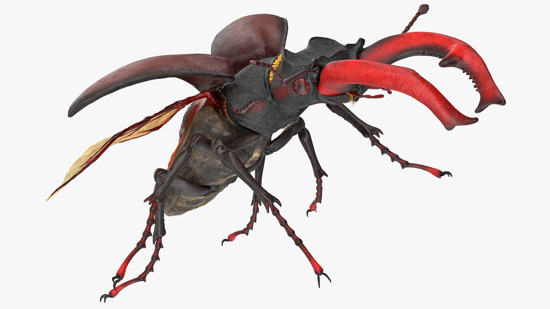 Lucanus Cervus Stag Beetle Flying with Fur 3D