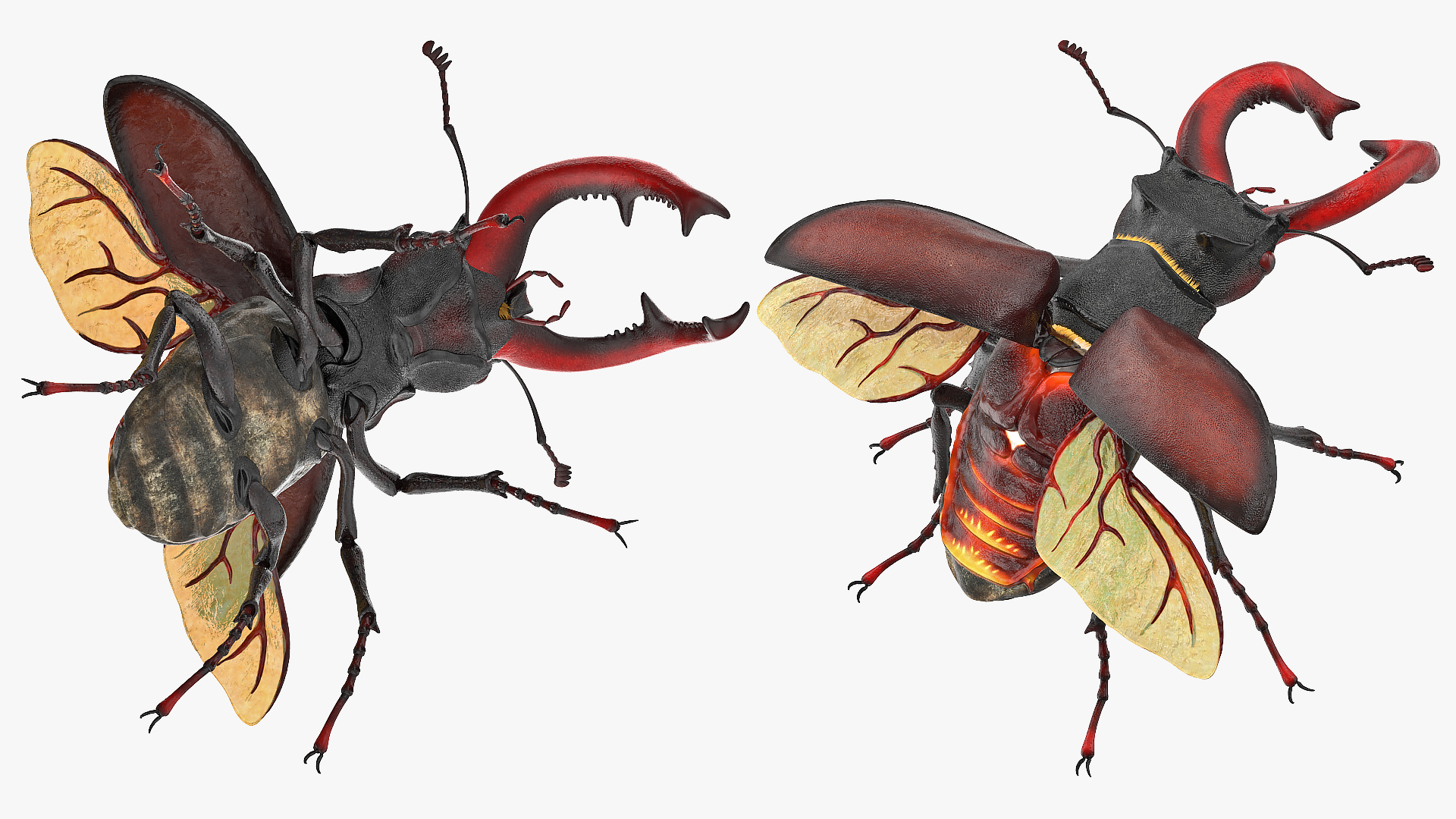 Lucanus Cervus Stag Beetle Flying with Fur 3D