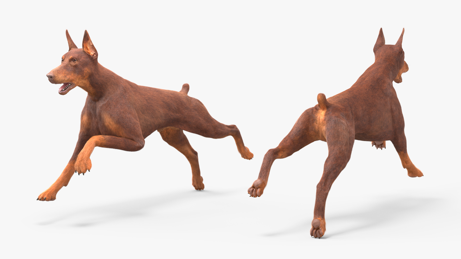 Doberman Dog Brown Fur Rigged 3D model