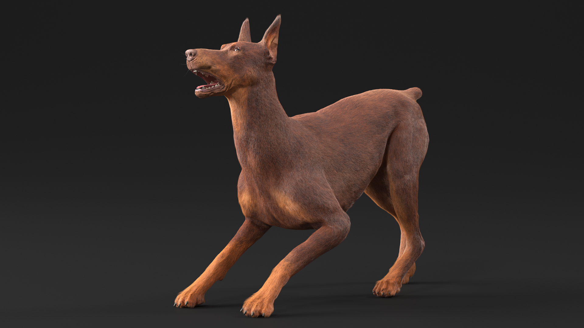 Doberman Dog Brown Fur Rigged 3D model