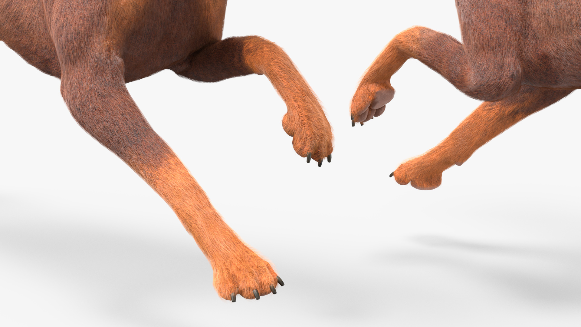 Doberman Dog Brown Fur Rigged 3D model