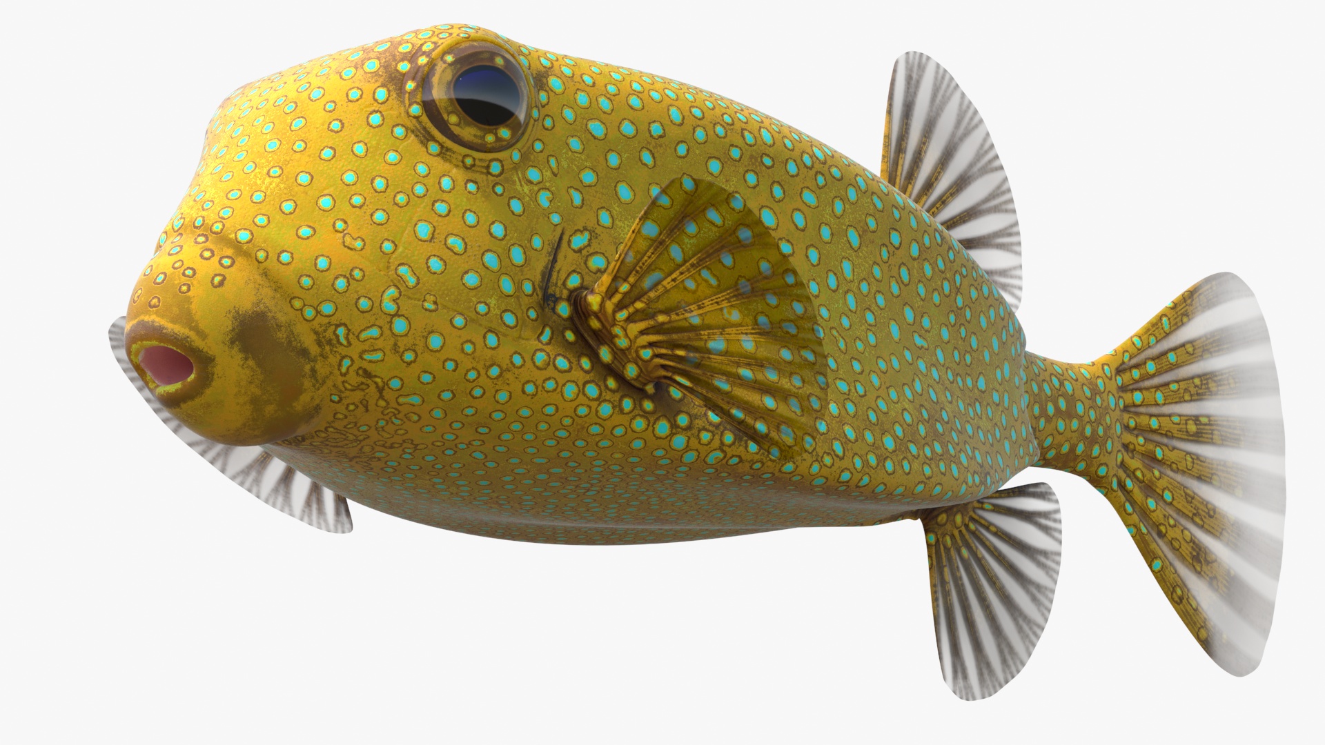 Yellow Spotted Boxfish 3D