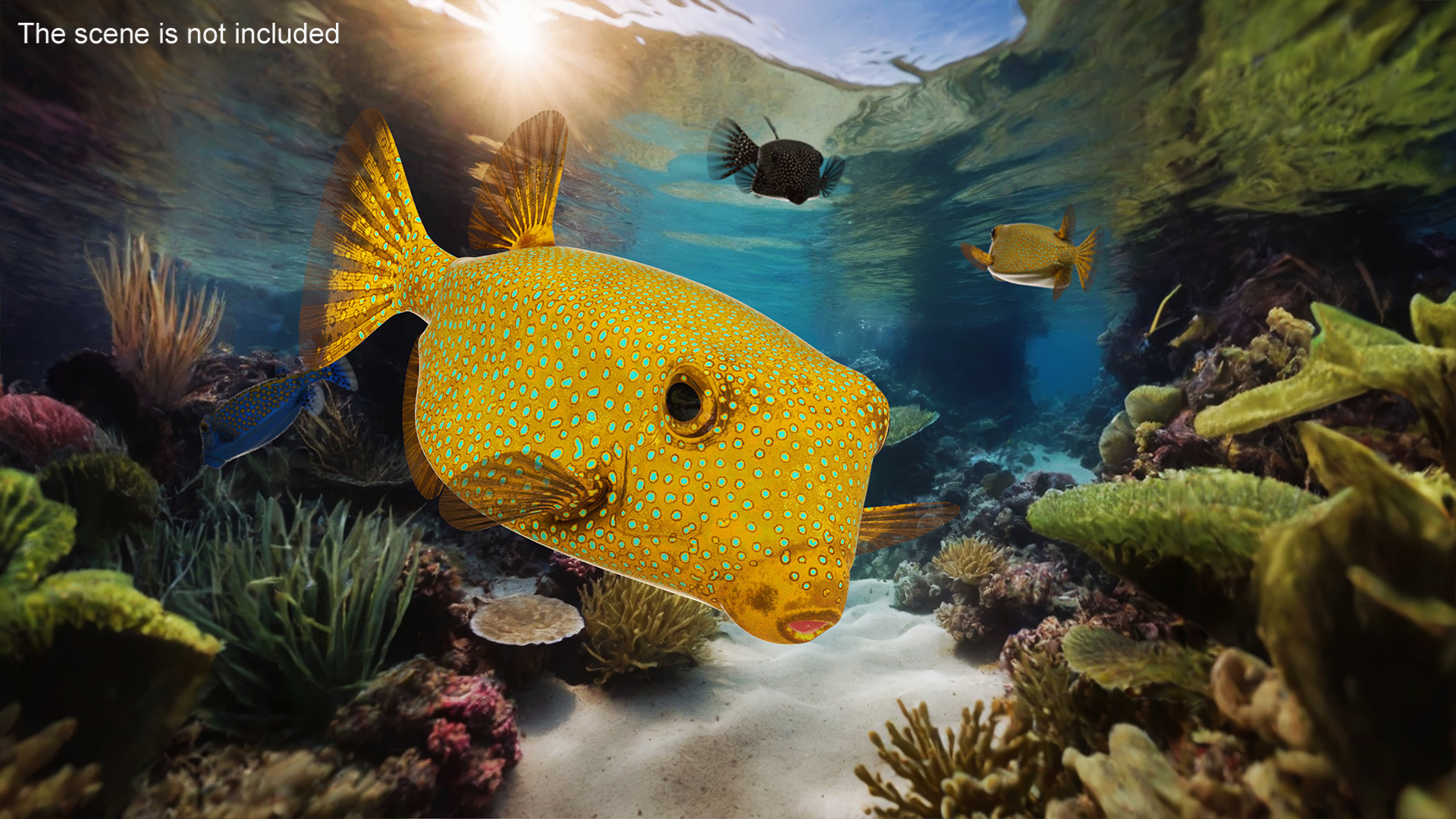 Yellow Spotted Boxfish 3D
