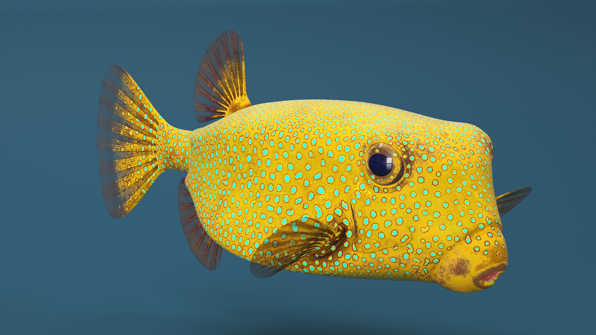 Yellow Spotted Boxfish 3D