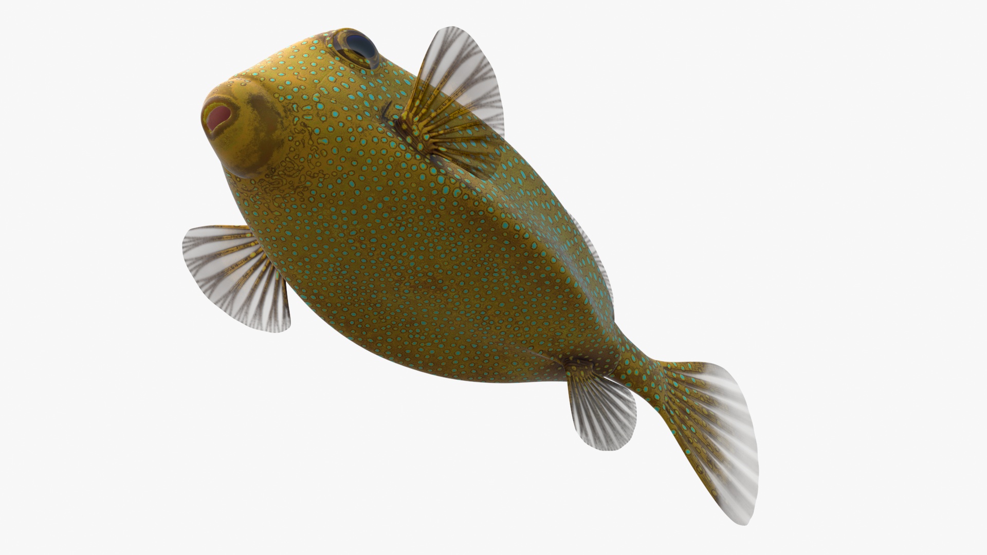 Yellow Spotted Boxfish 3D