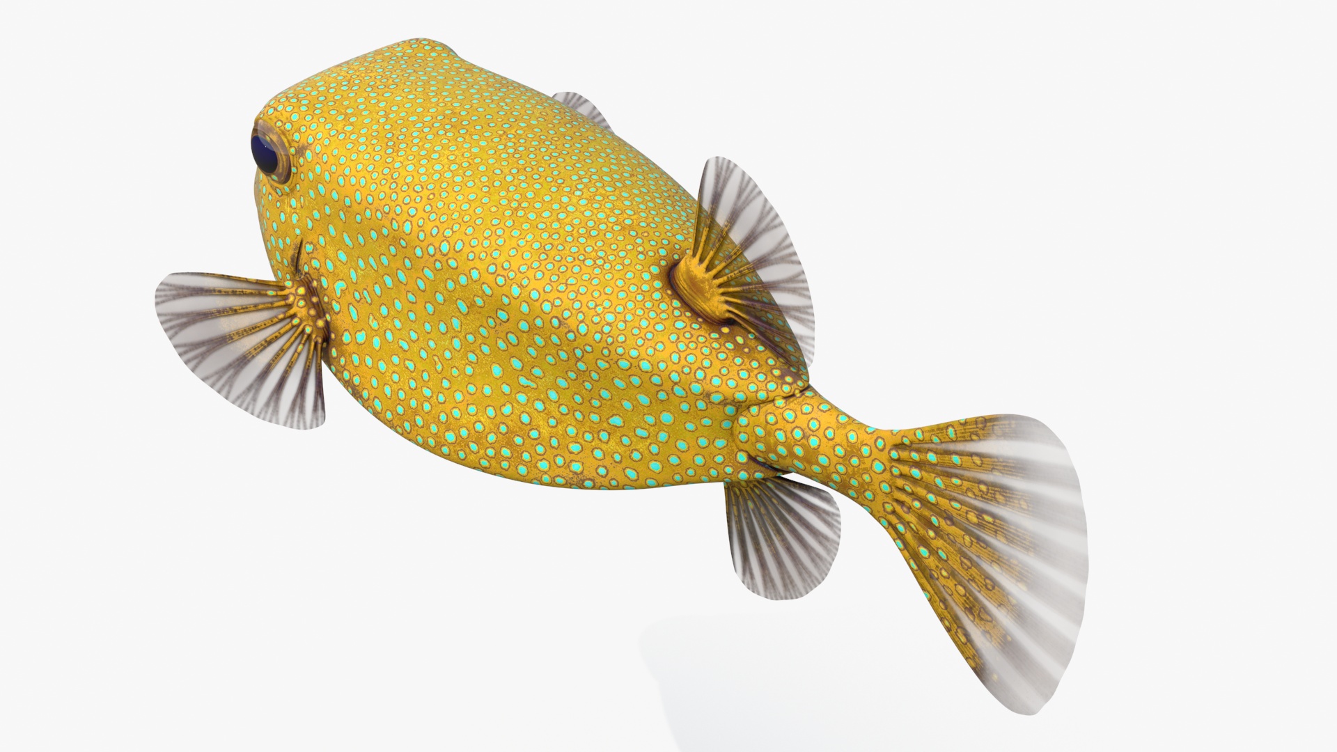 Yellow Spotted Boxfish 3D