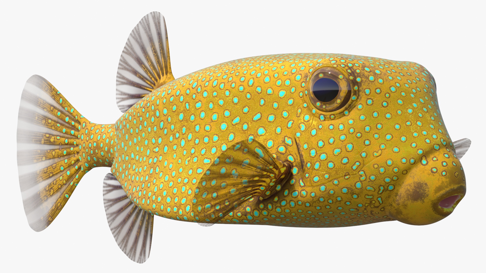 Yellow Spotted Boxfish 3D