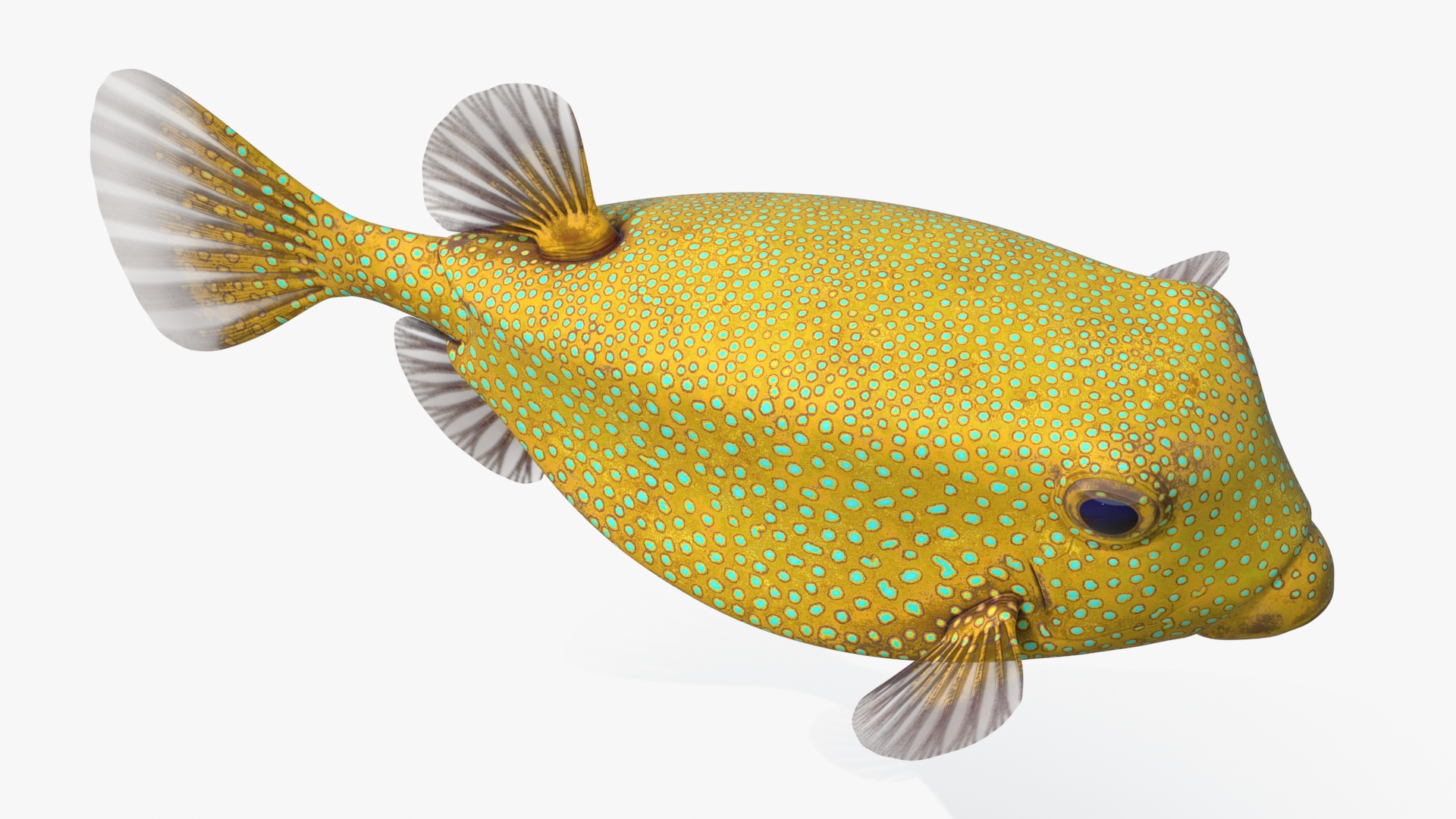 Yellow Spotted Boxfish 3D