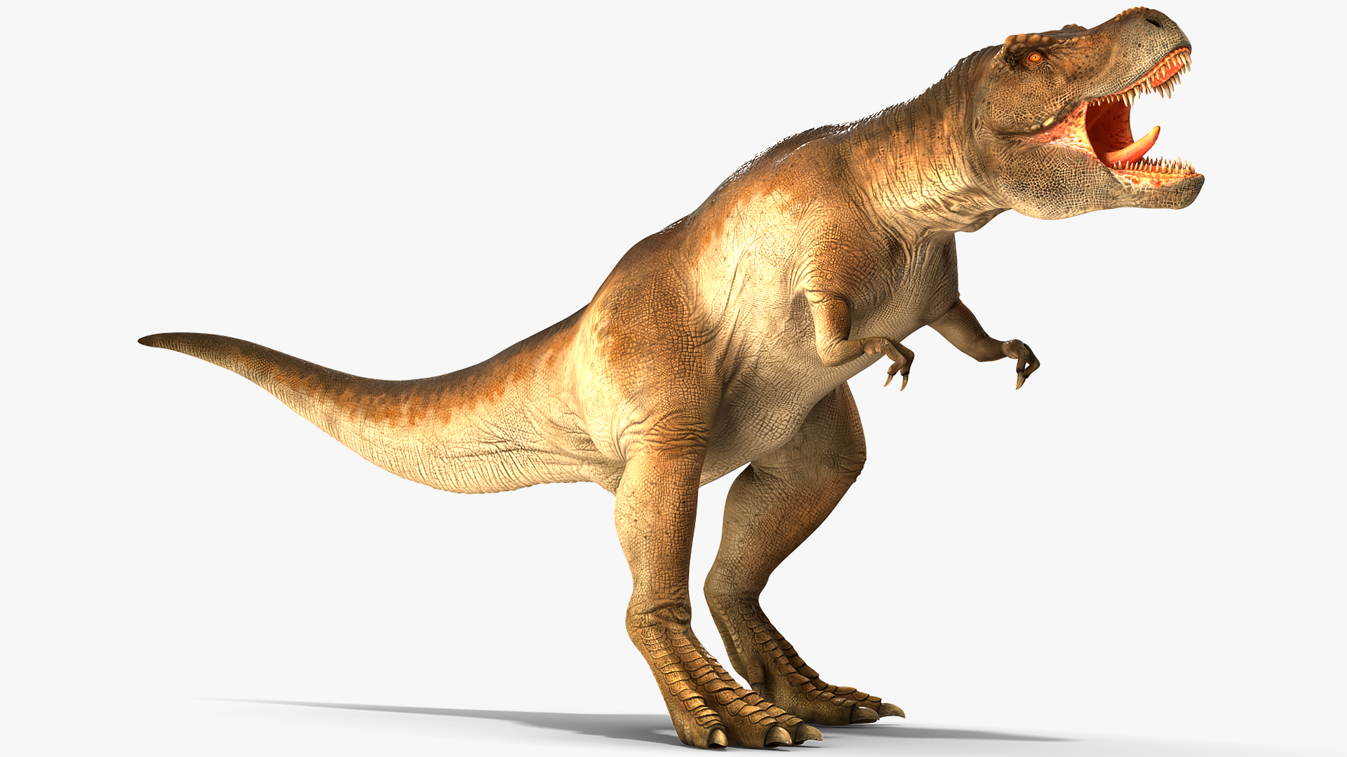 3D Animated Tyrannosaurus Rex Roaring Rigged