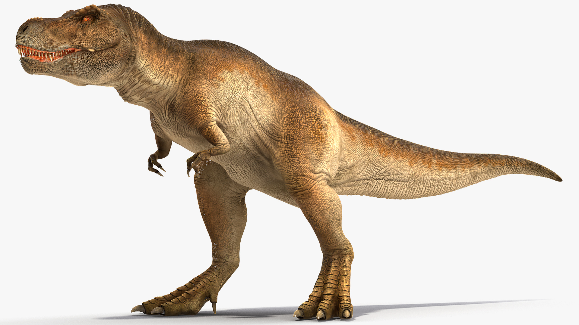 3D Animated Tyrannosaurus Rex Roaring Rigged