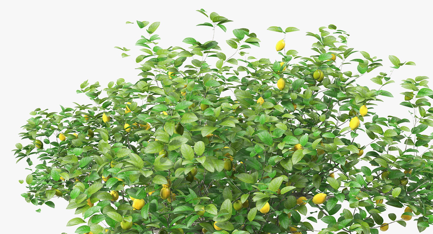 3D model Lemon Tree