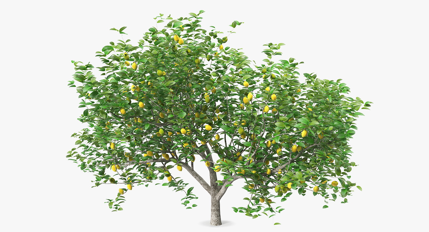 3D model Lemon Tree