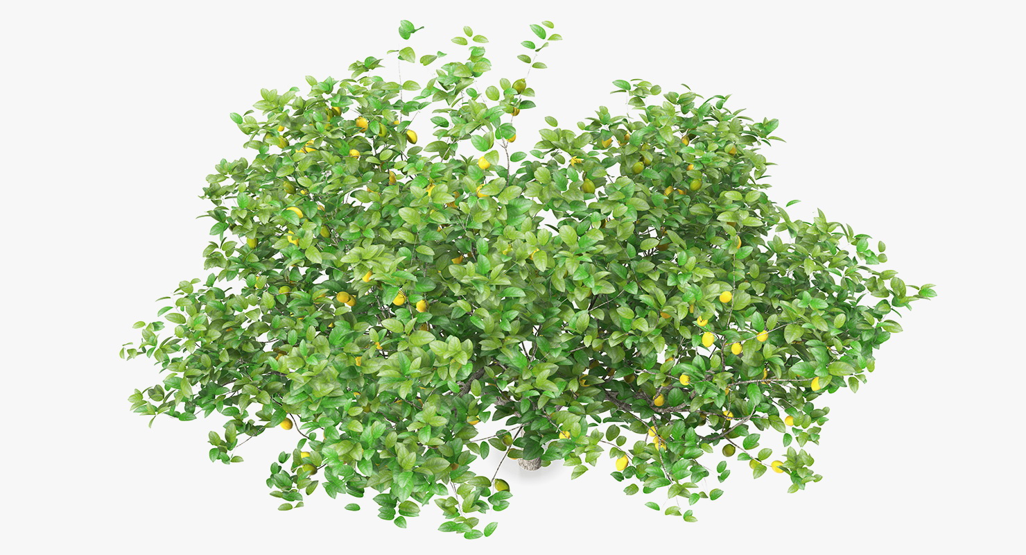 3D model Lemon Tree
