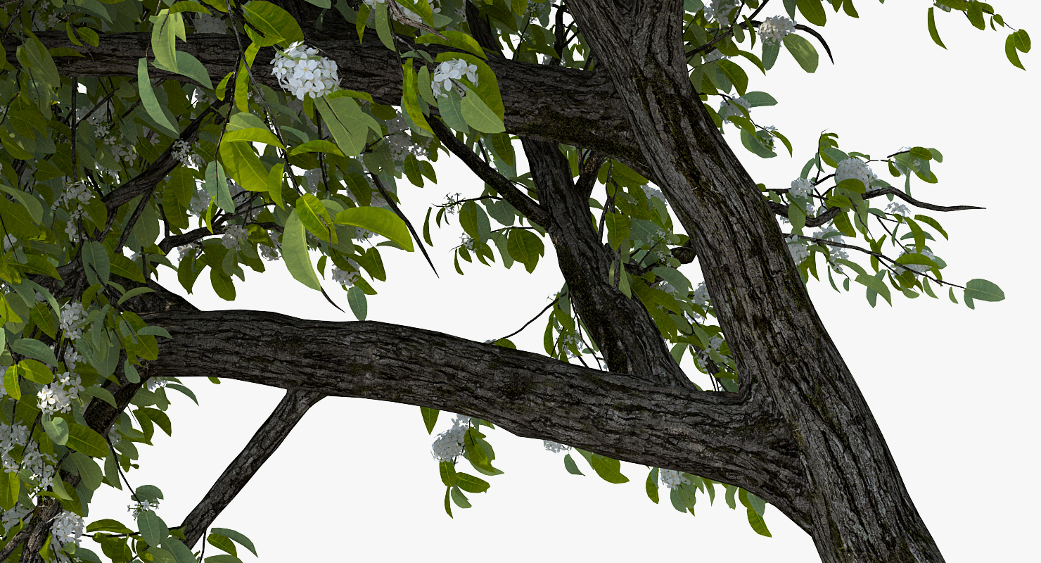 Flowering Pear Tree 3D model