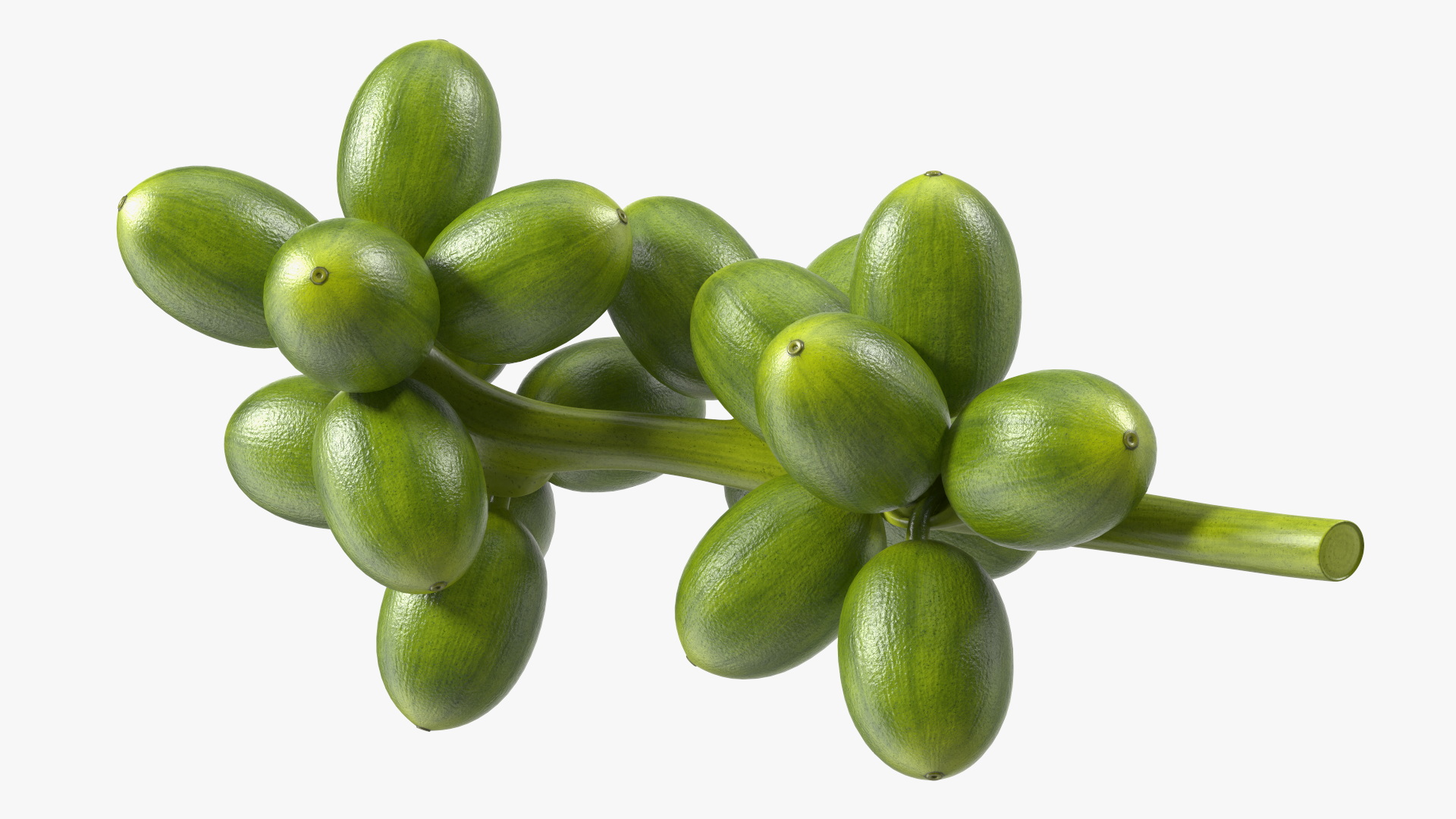 3D Bunch of Fresh Green Coffee Beans model