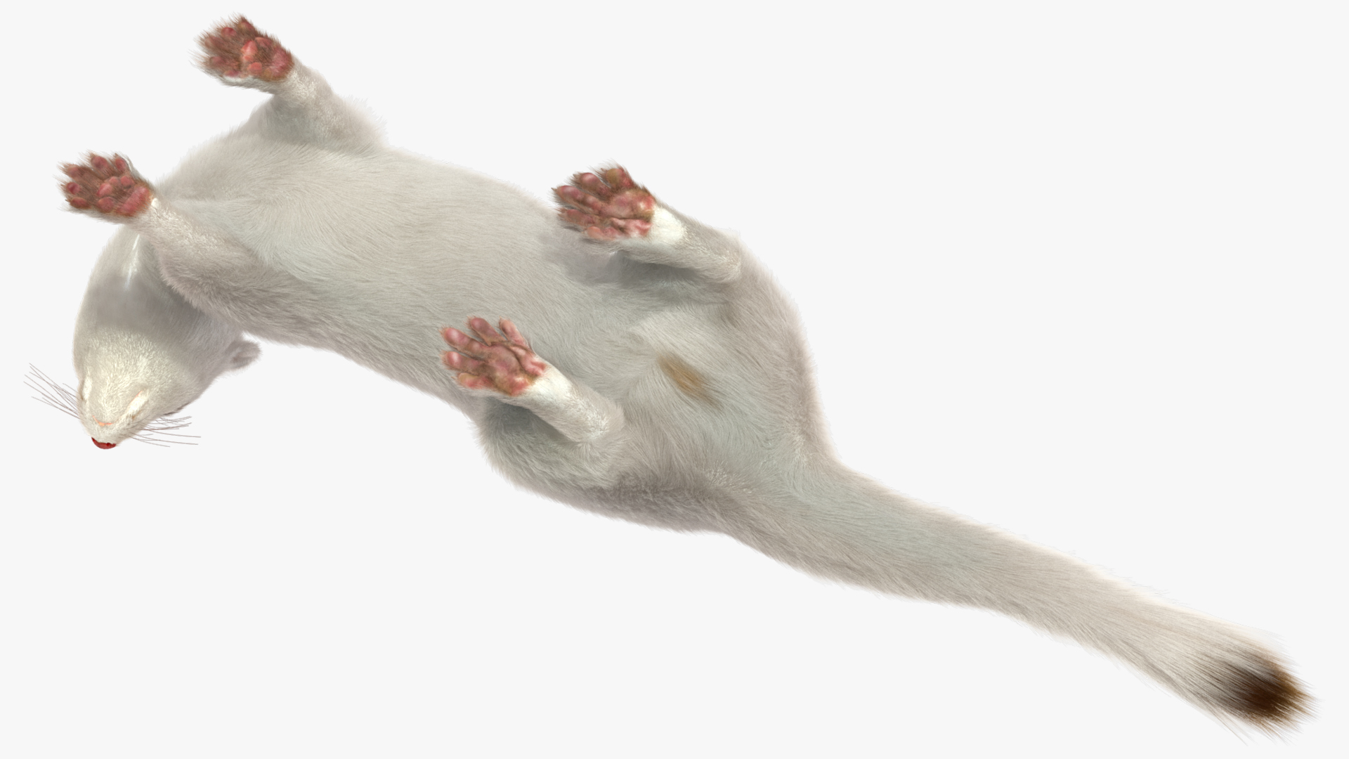 3D model White Ermine Lifelike Pose Fur