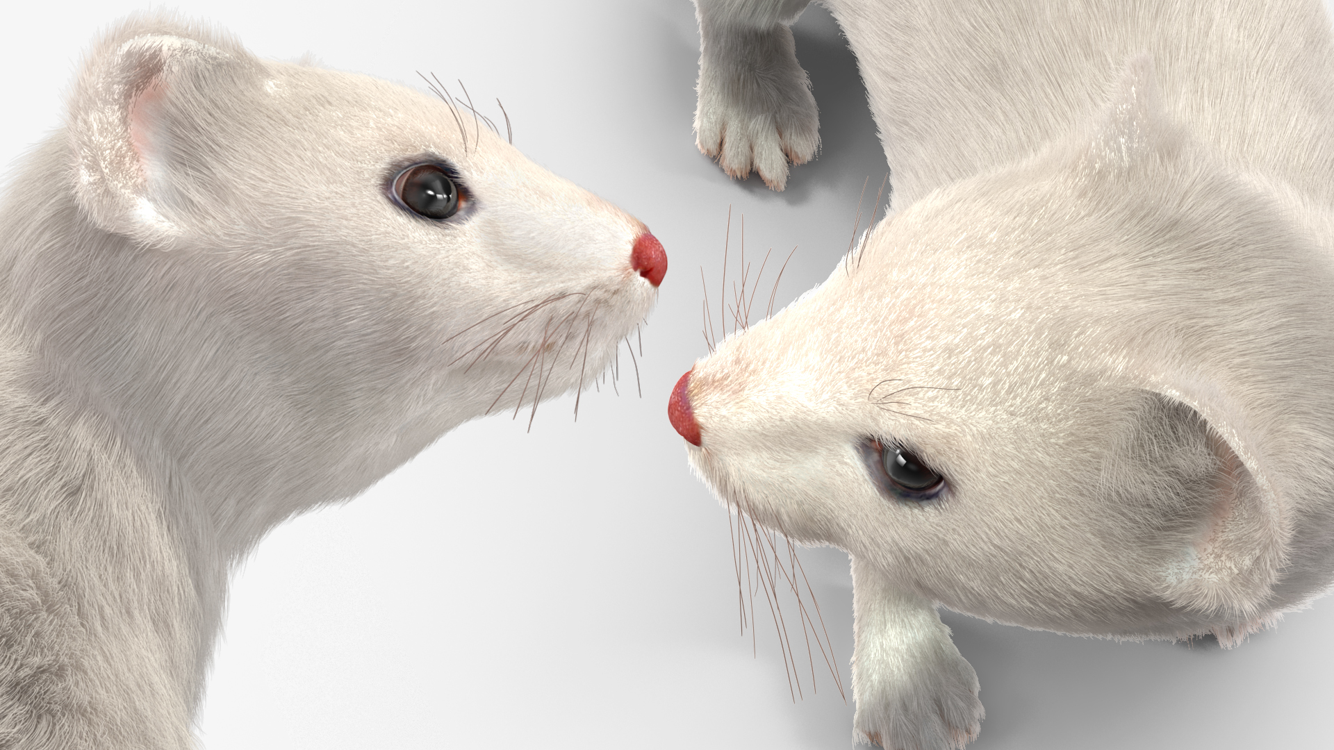 3D model White Ermine Lifelike Pose Fur