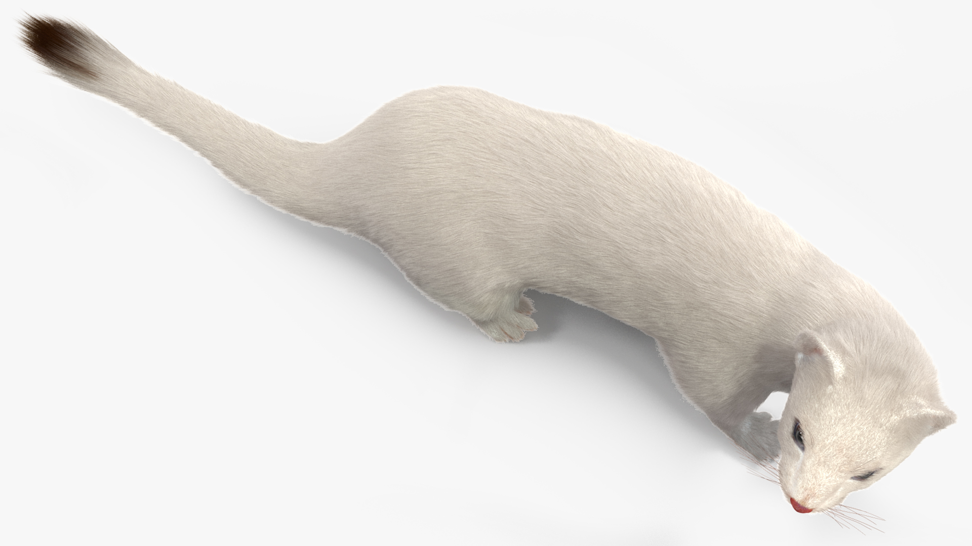 3D model White Ermine Lifelike Pose Fur