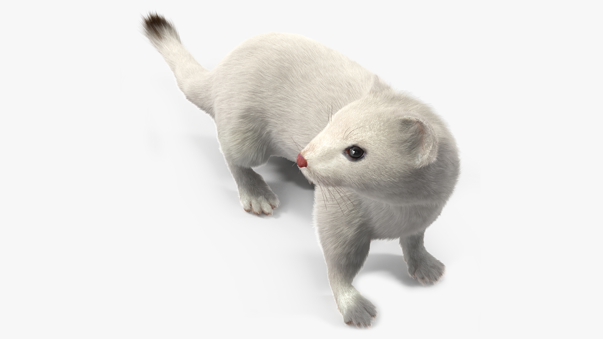 3D model White Ermine Lifelike Pose Fur