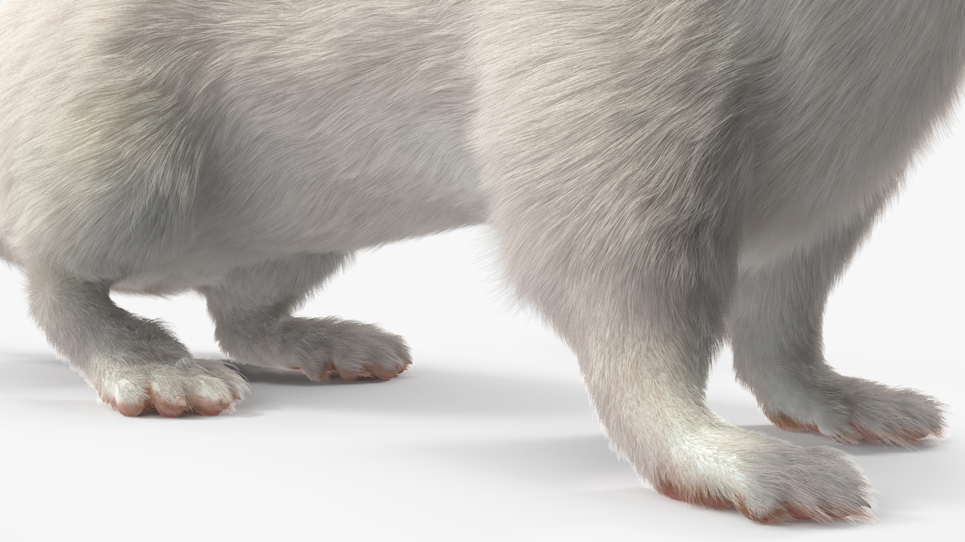 3D model White Ermine Lifelike Pose Fur