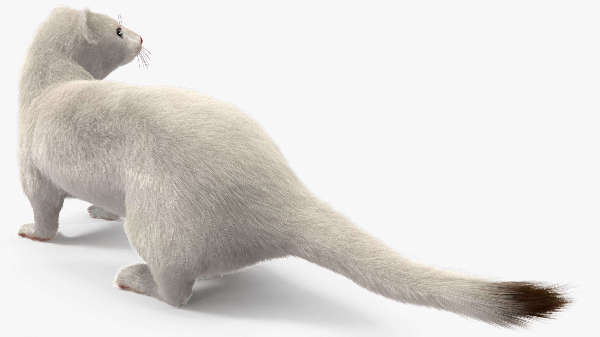3D model White Ermine Lifelike Pose Fur