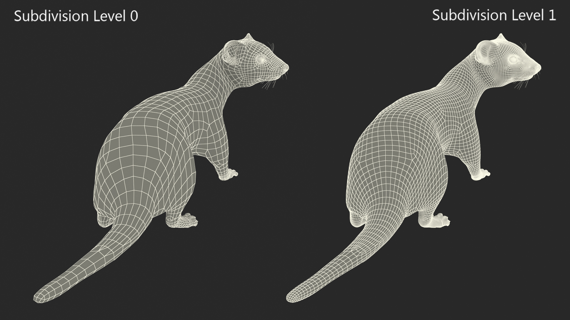 3D model White Ermine Lifelike Pose Fur