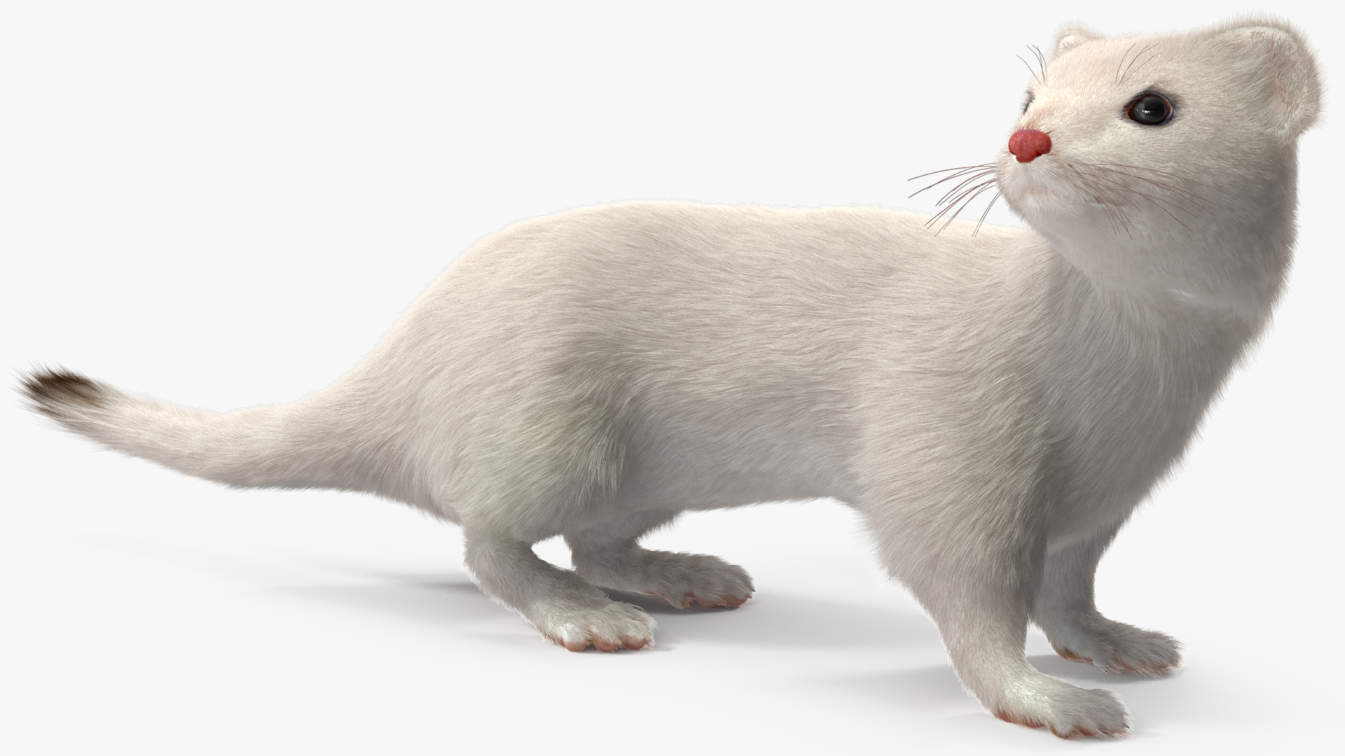 3D model White Ermine Lifelike Pose Fur