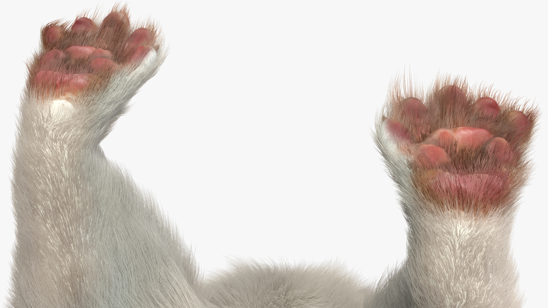 3D model White Ermine Lifelike Pose Fur
