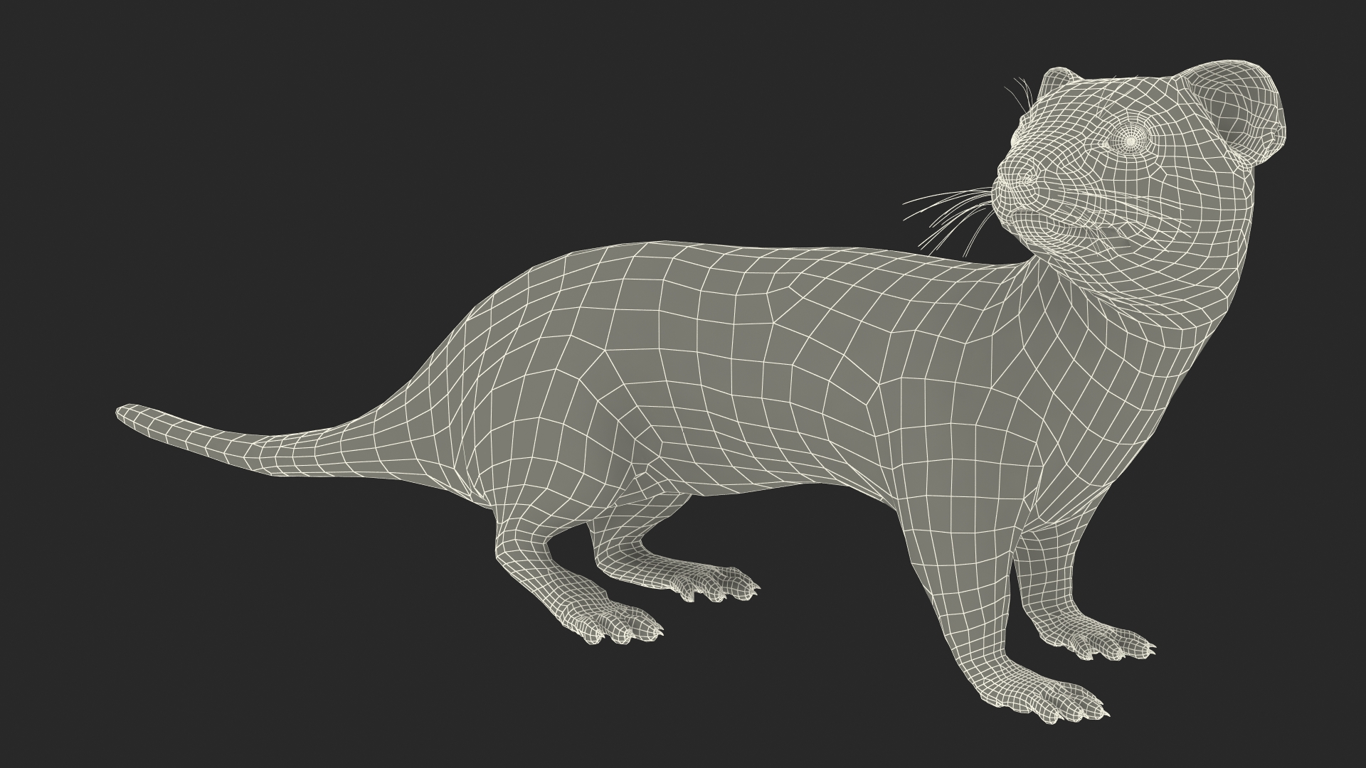 3D model White Ermine Lifelike Pose Fur