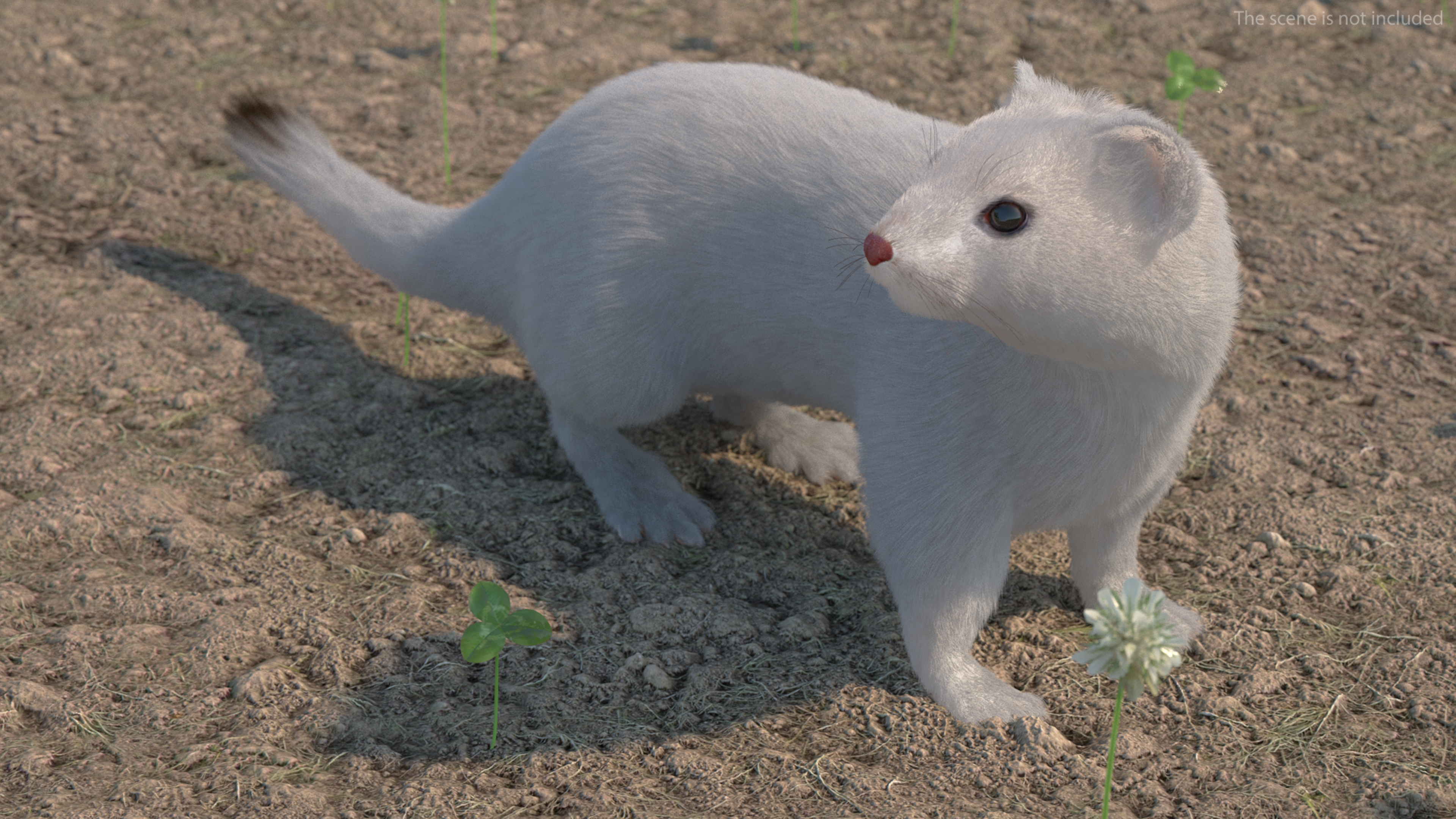 3D model White Ermine Lifelike Pose Fur