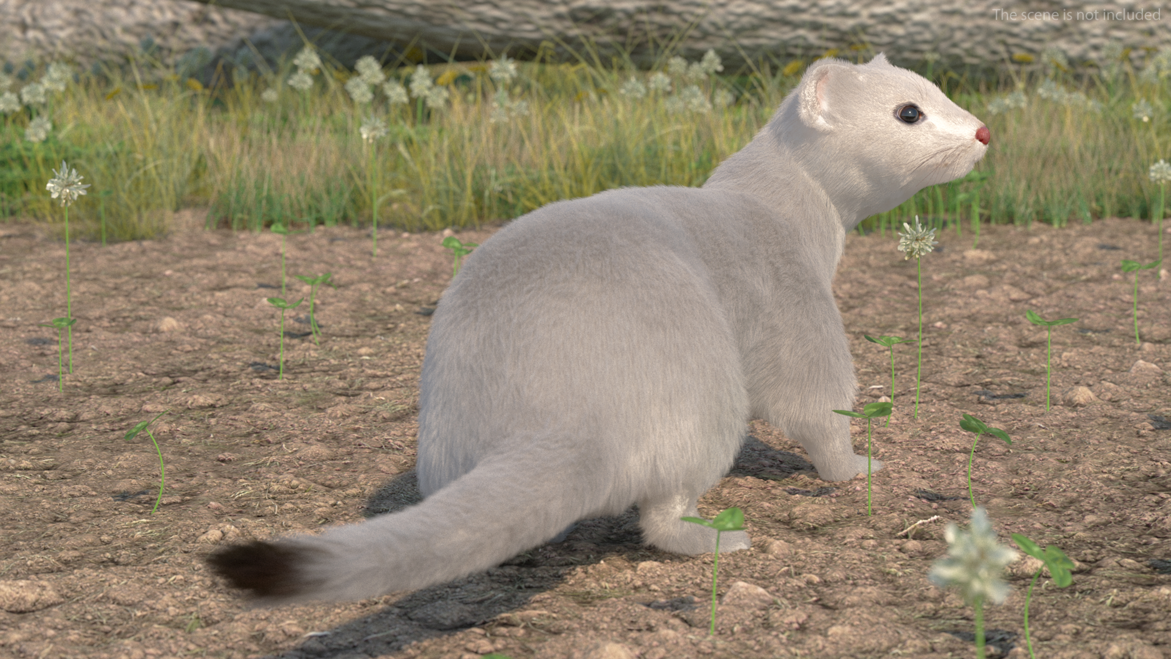 3D model White Ermine Lifelike Pose Fur