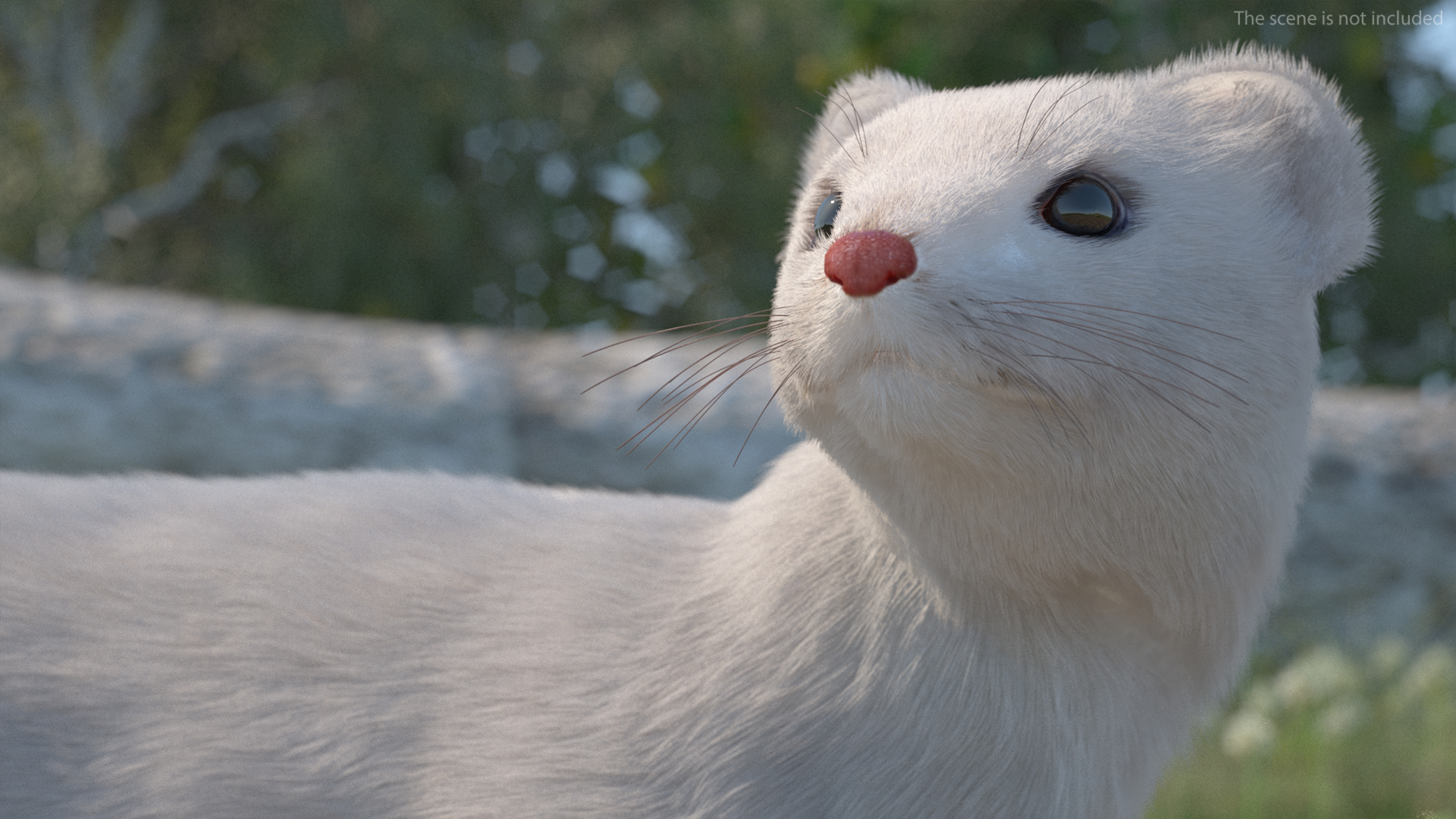 3D model White Ermine Lifelike Pose Fur