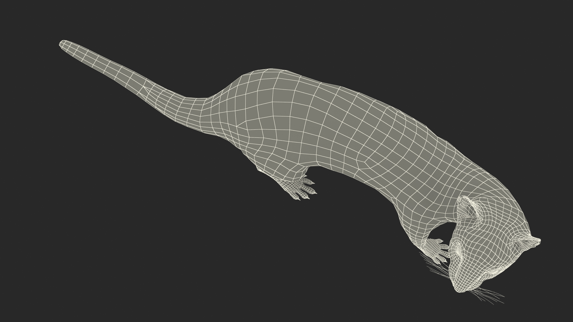 3D model White Ermine Lifelike Pose Fur
