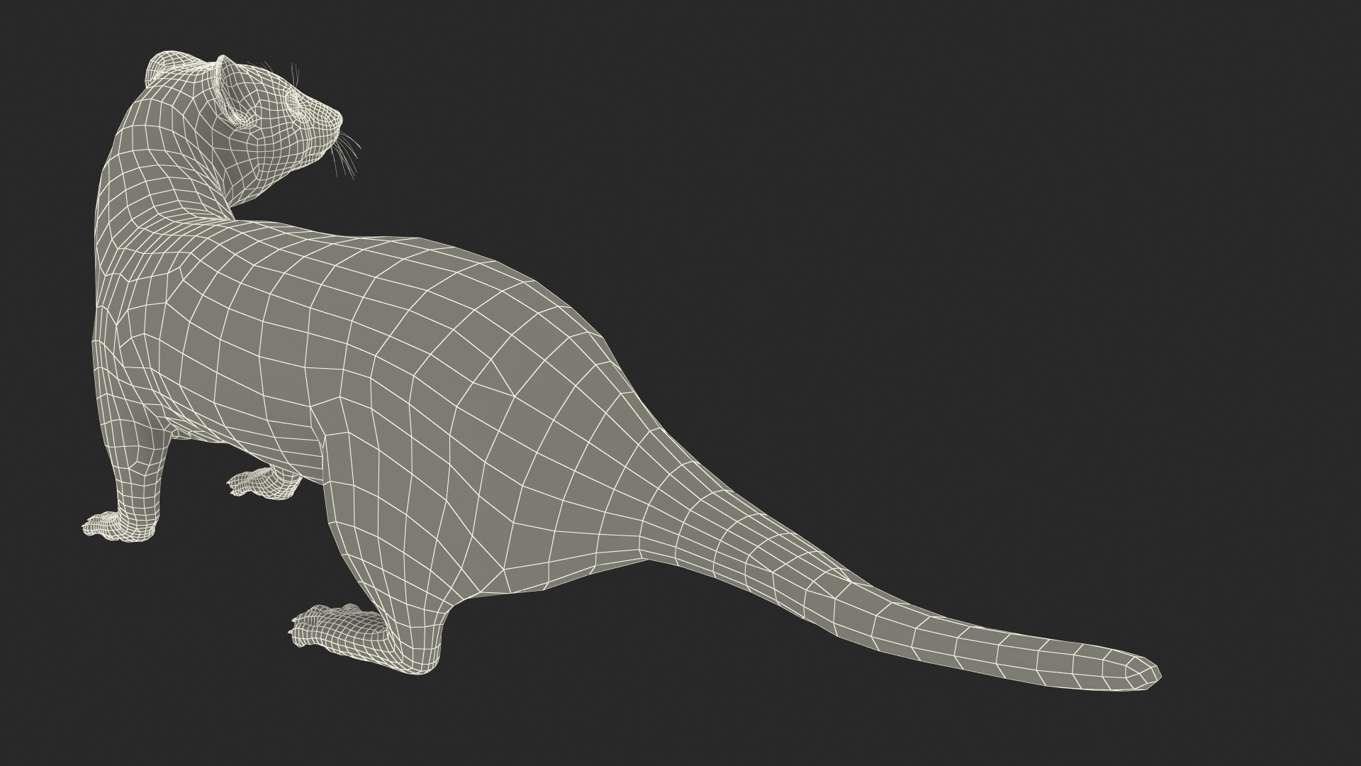 3D model White Ermine Lifelike Pose Fur