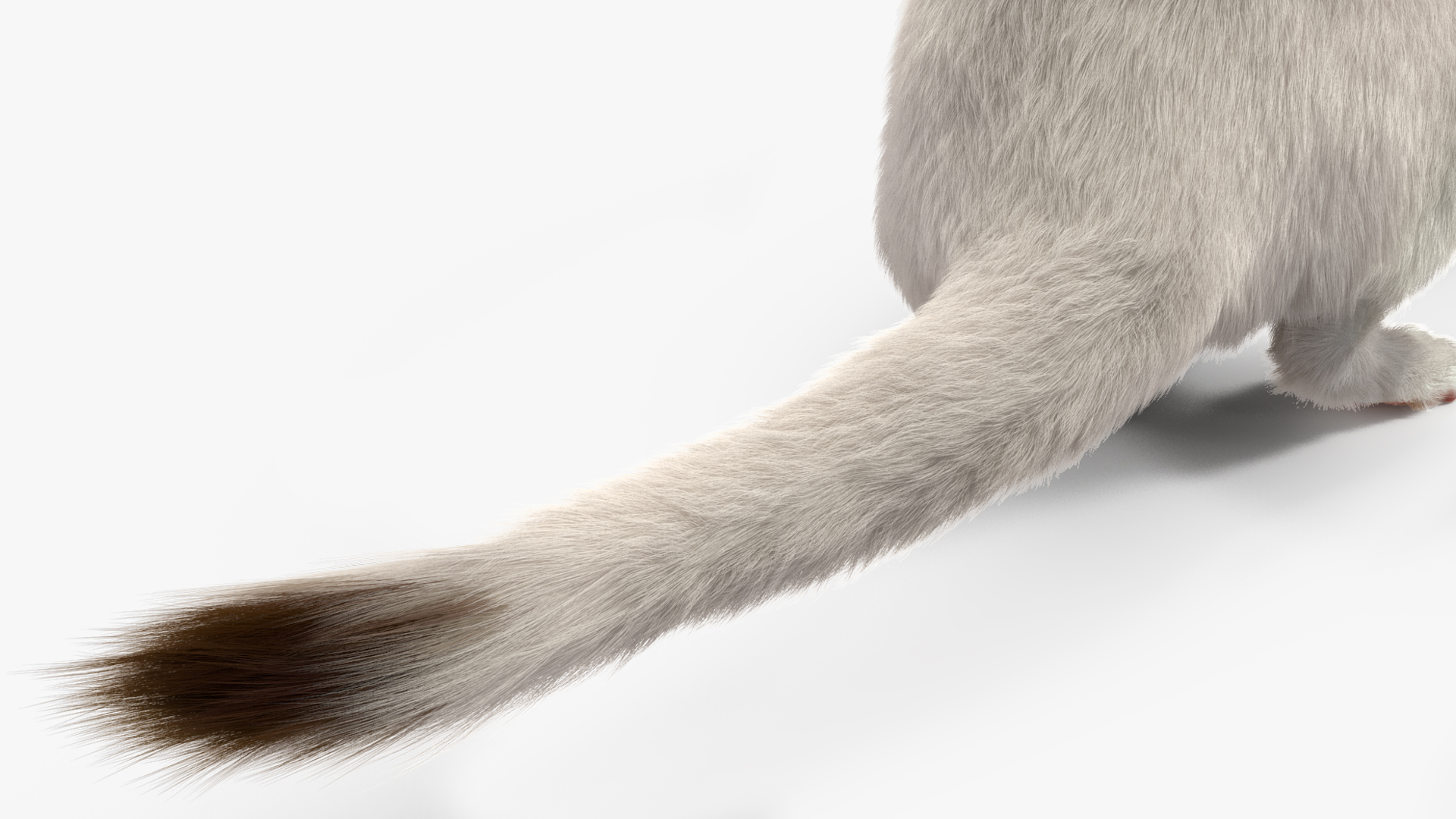 3D model White Ermine Lifelike Pose Fur