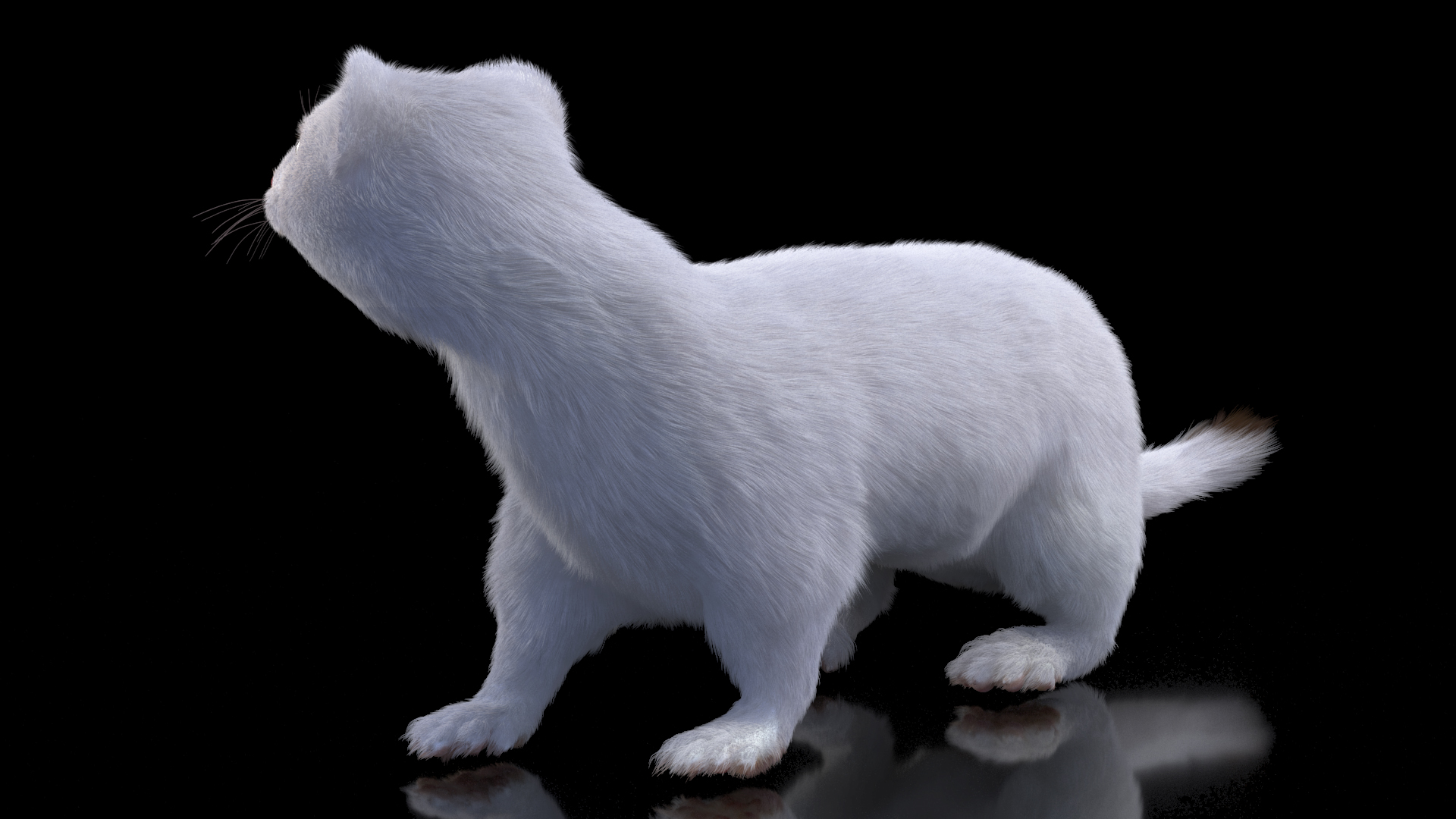 3D model White Ermine Lifelike Pose Fur