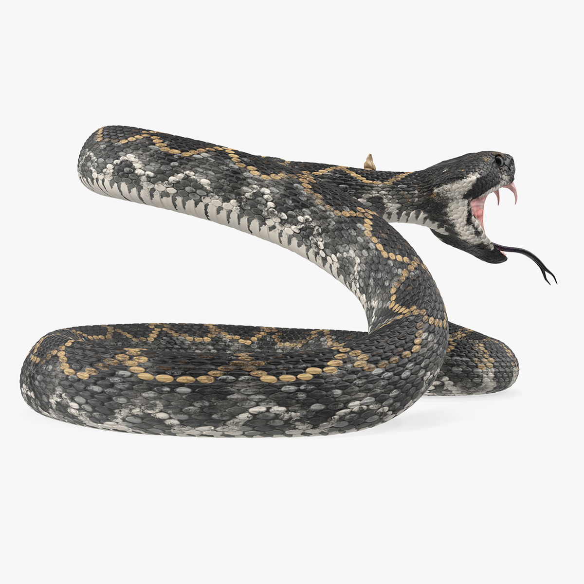 3D Giant Dark Rattlesnake Rigged for Maya model