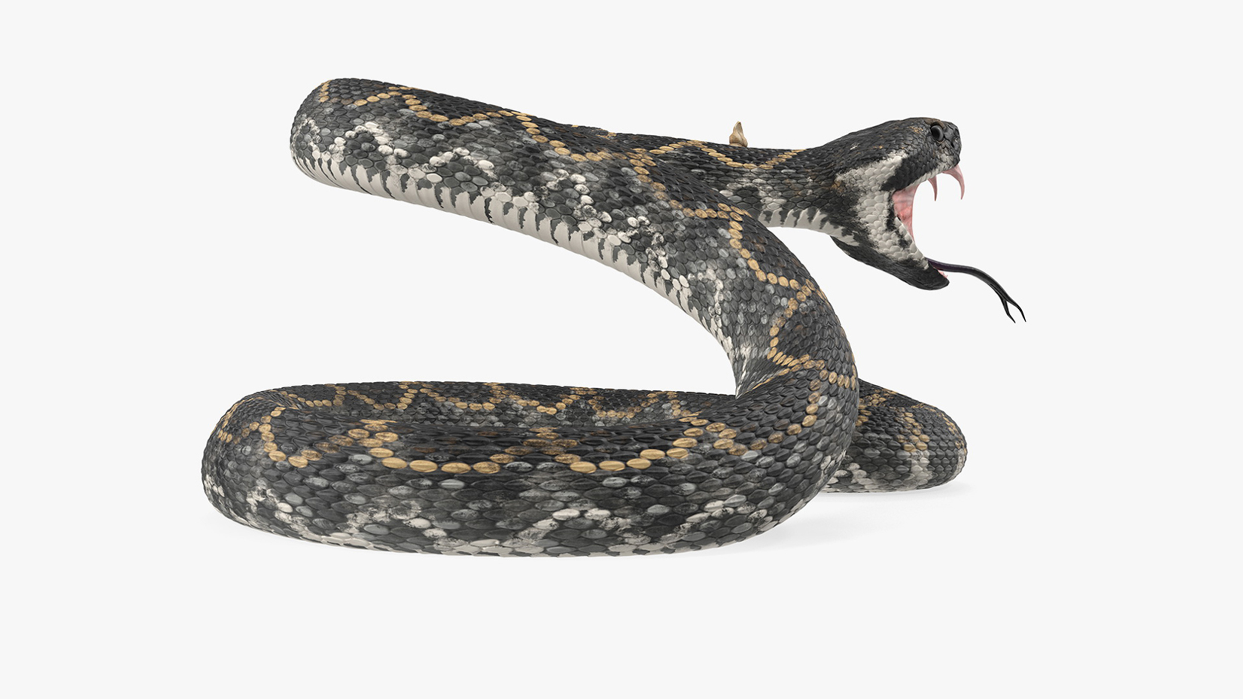 3D Giant Dark Rattlesnake Rigged for Maya model