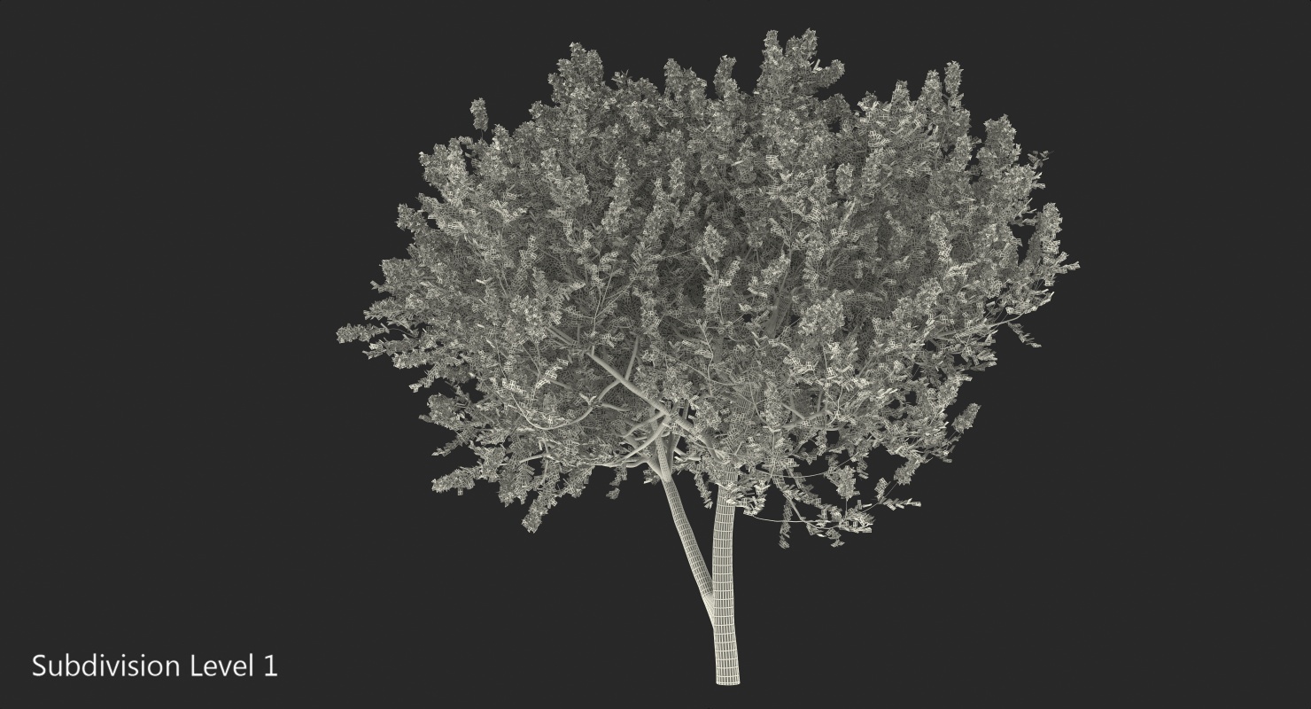 3D Myrtus or Myrtle Tree