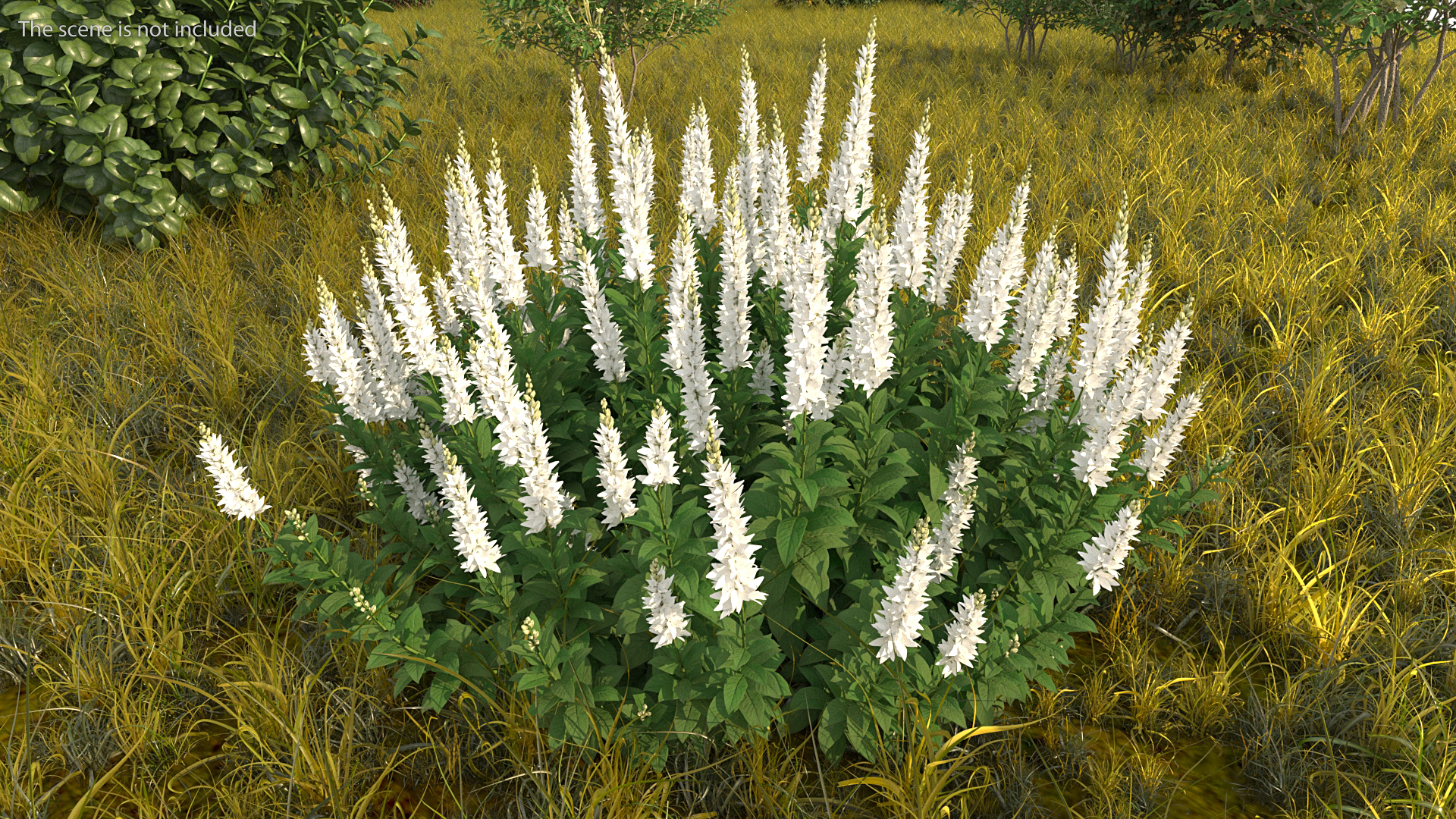 3D model Blooming Meadow Sage Snow Will